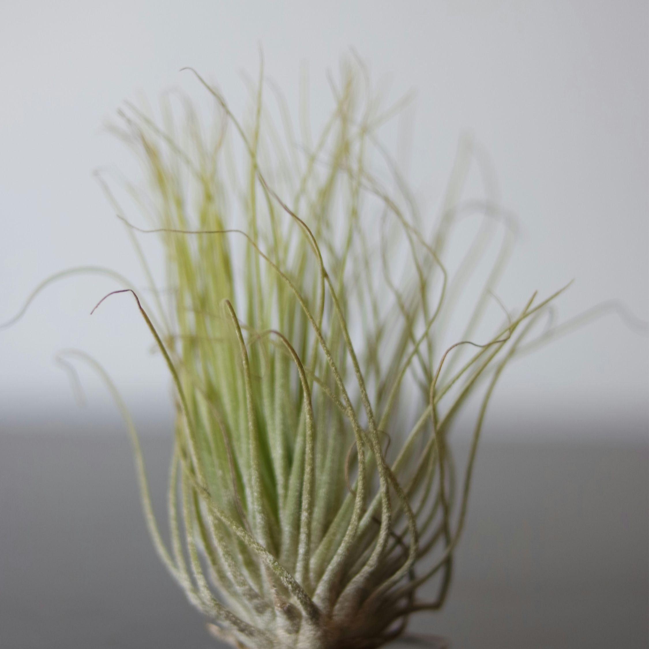 Luftplanter 'Burnt Wood Trio' - Sæt med 3 - Tillandsia