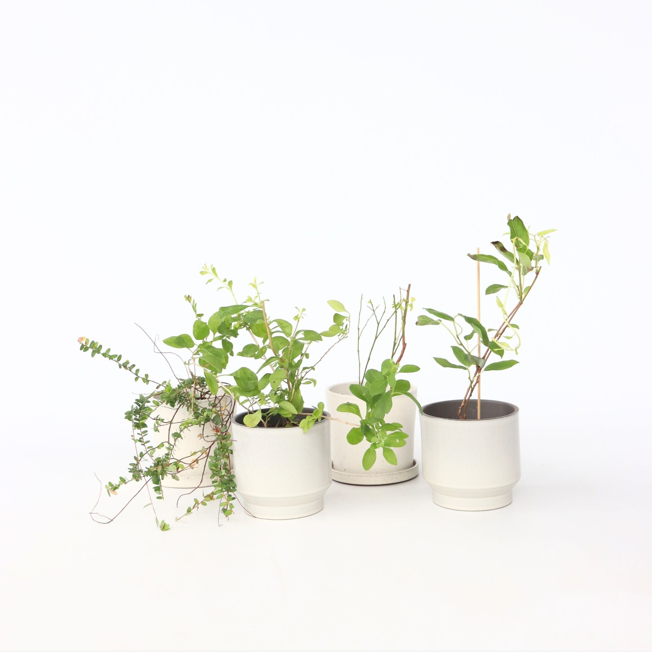 Smoothie frugtplanter mix - Sæt med 4