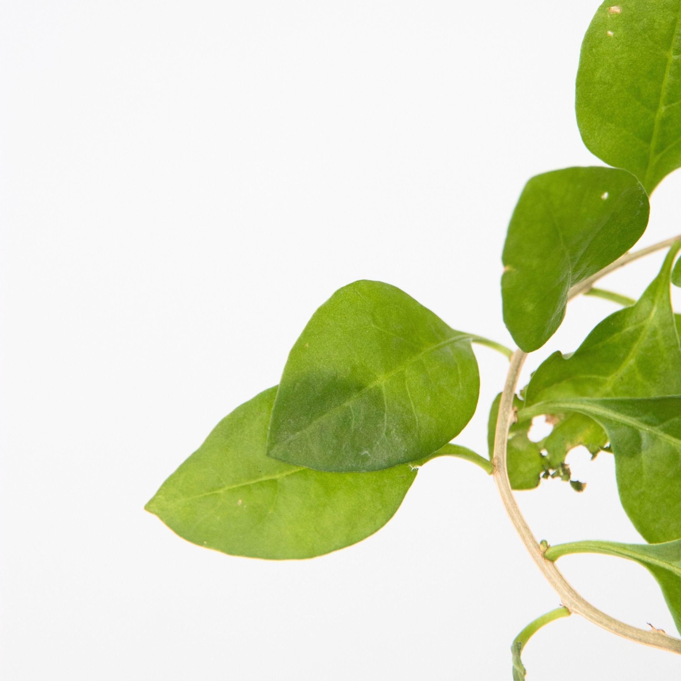 Smoothie frugtplanter mix - Sæt med 4