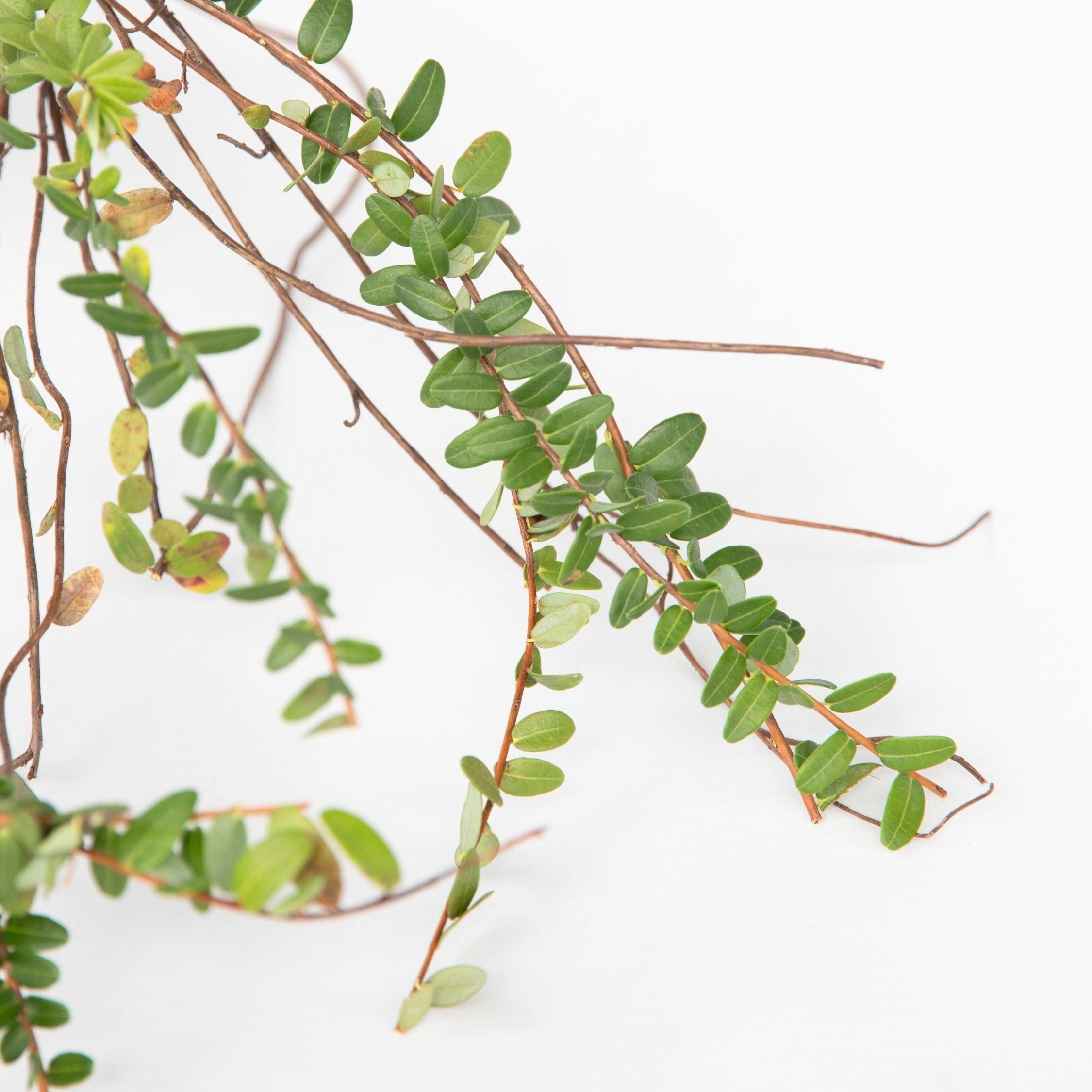 Smoothie frugtplanter mix - Sæt med 4