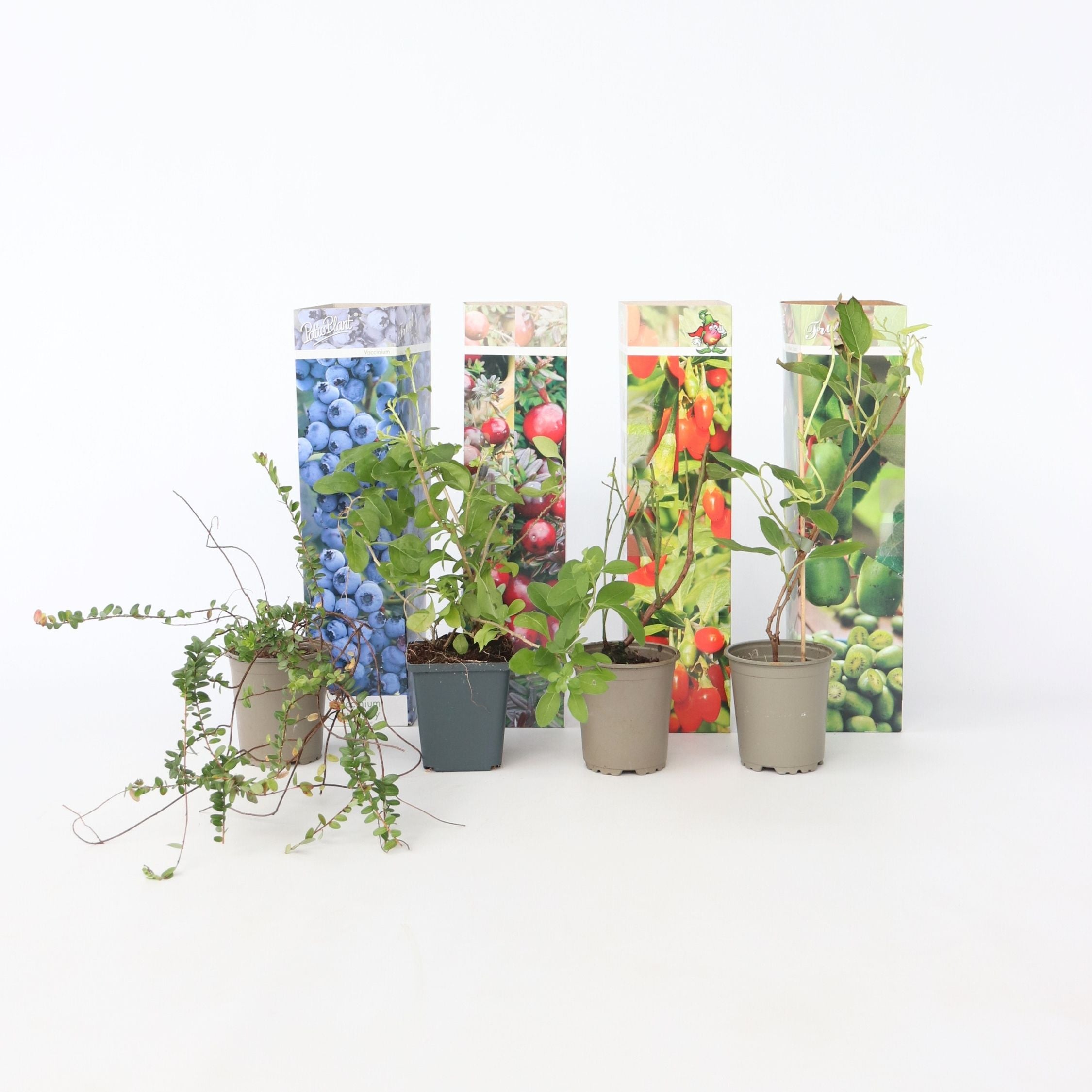 Smoothie frugtplanter mix - Sæt med 4