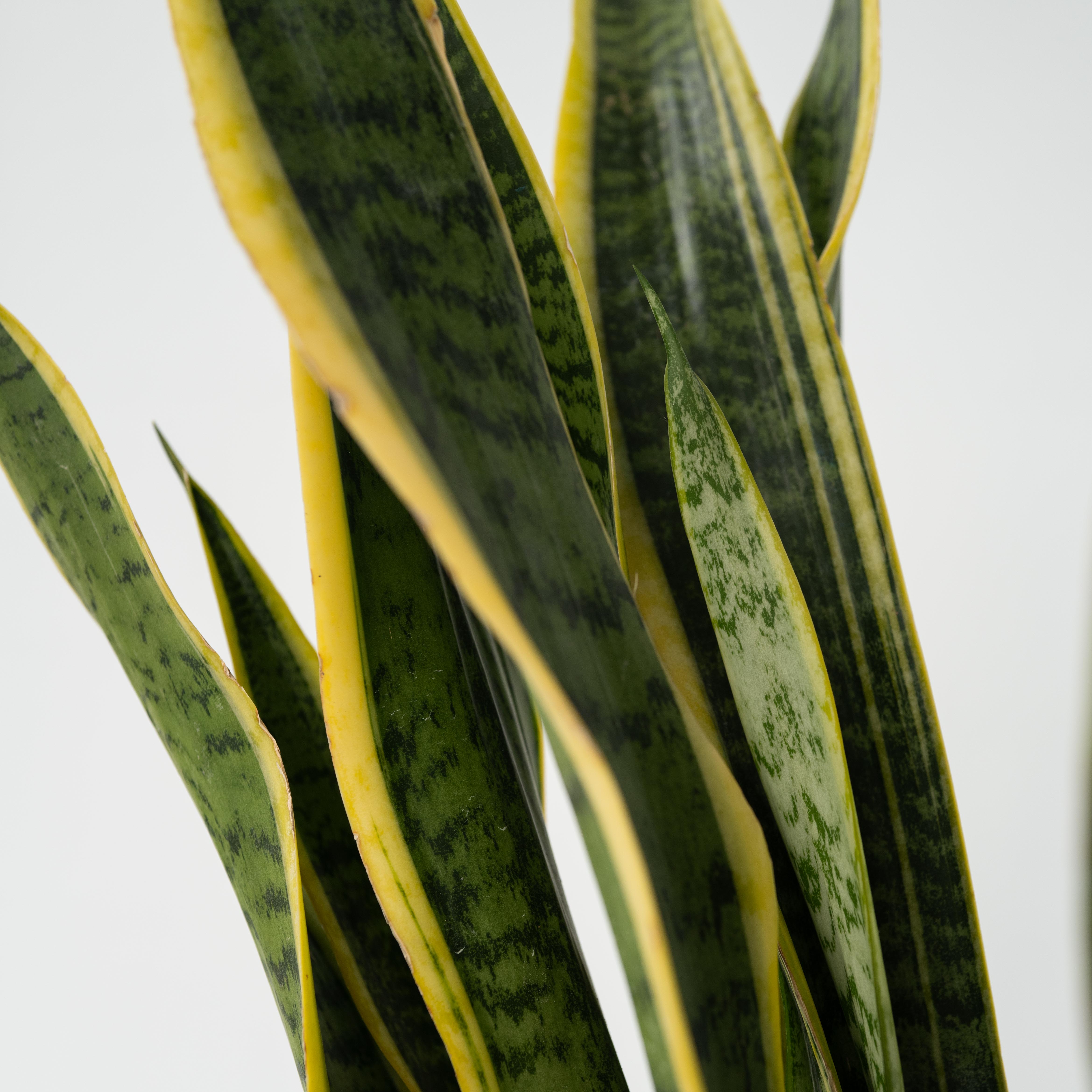 Bajonetplante - Sansevieria trifasciata Laurentii