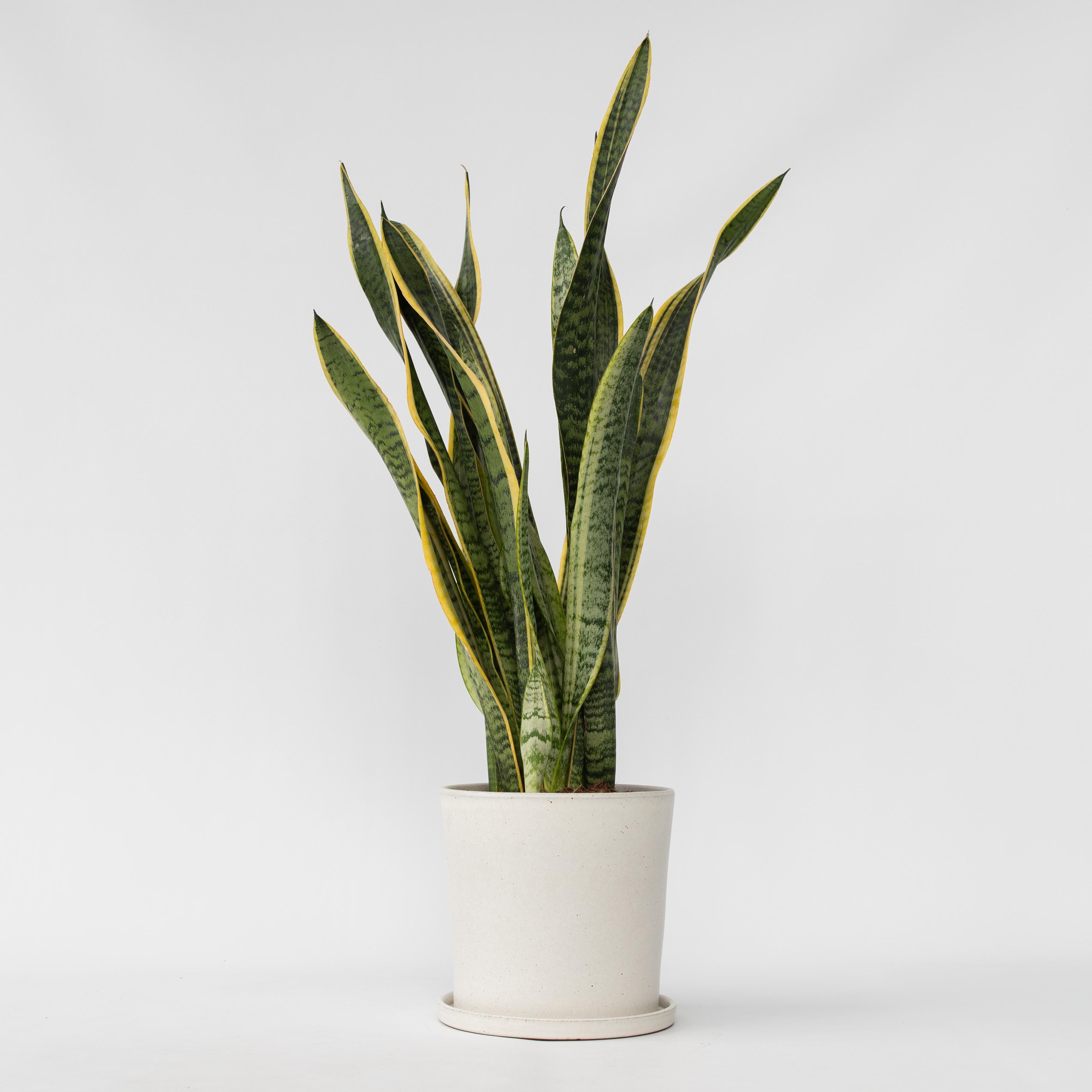 Bajonetplante - Sansevieria trifasciata Laurentii