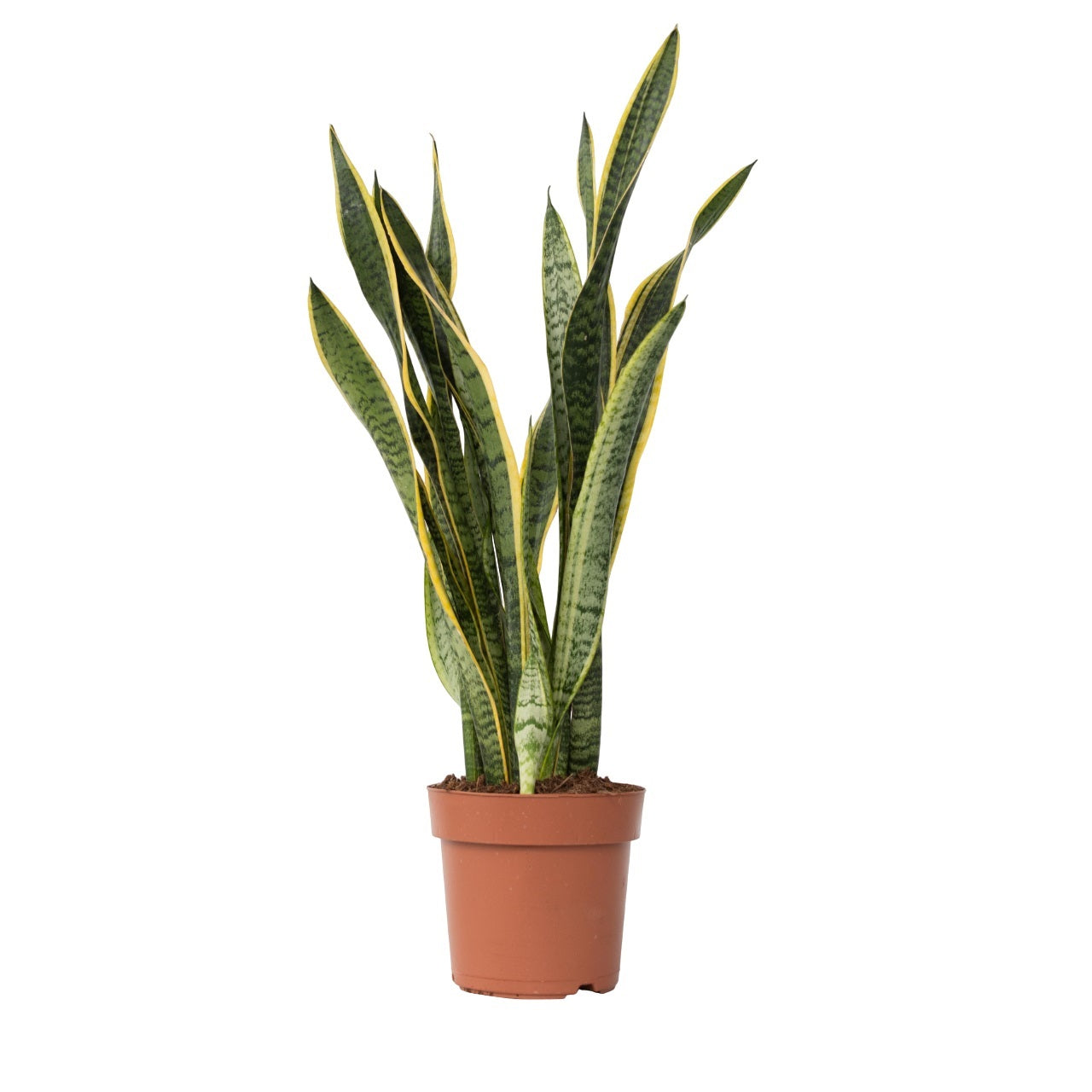 Bajonetplante - Sansevieria trifasciata Laurentii