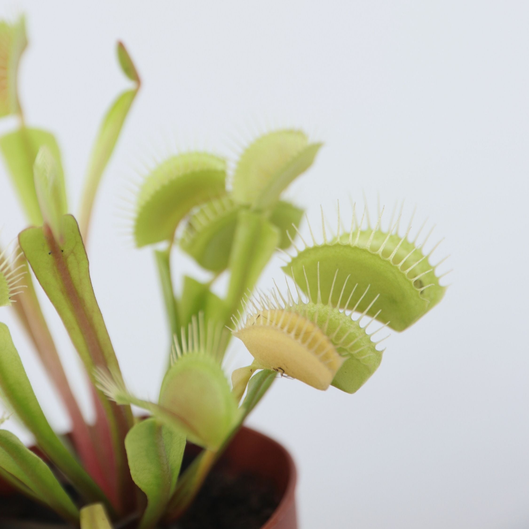 Fluefanger - Sæt med 3 - Dionaea muscipula
