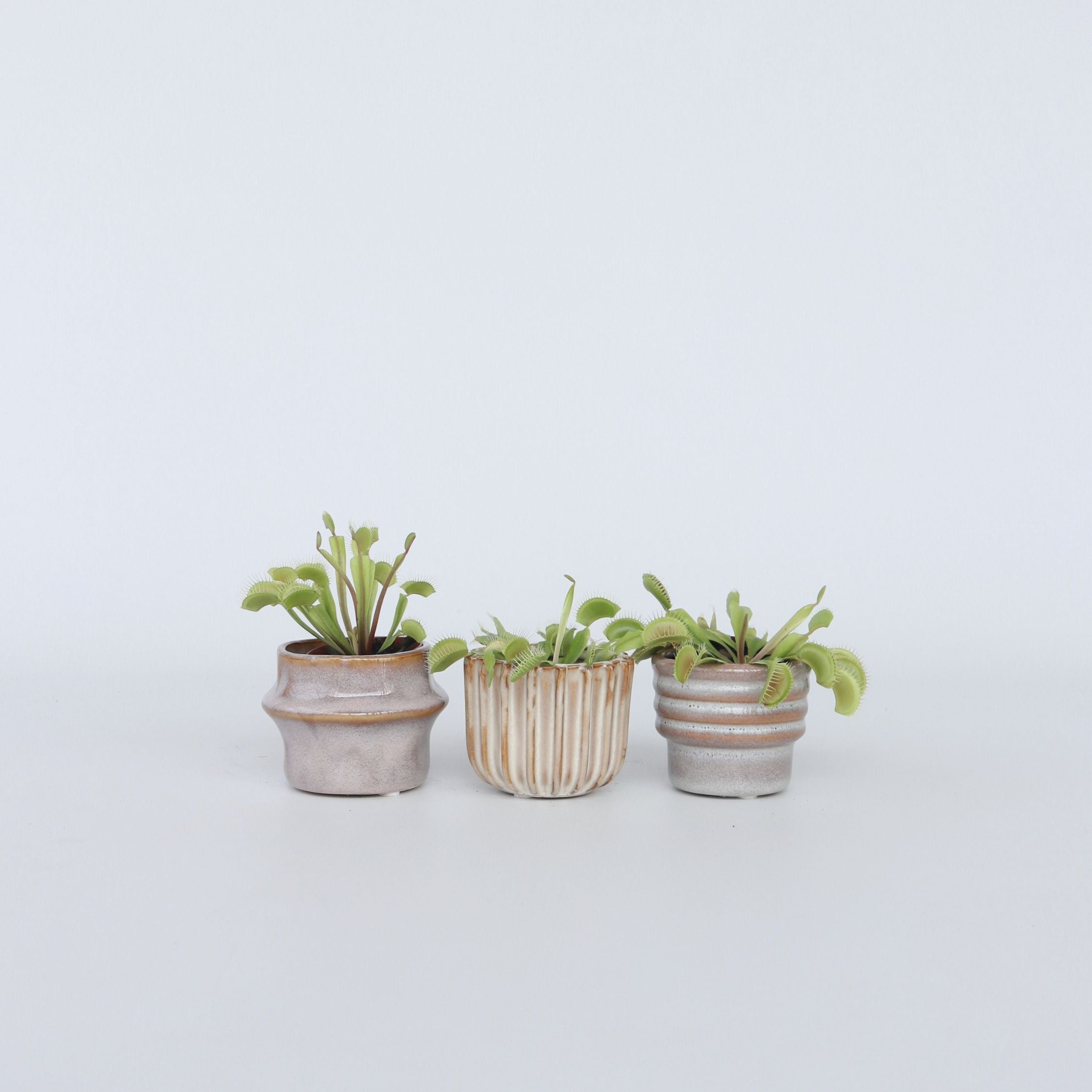 Fluefanger - Sæt med 3 - Dionaea muscipula