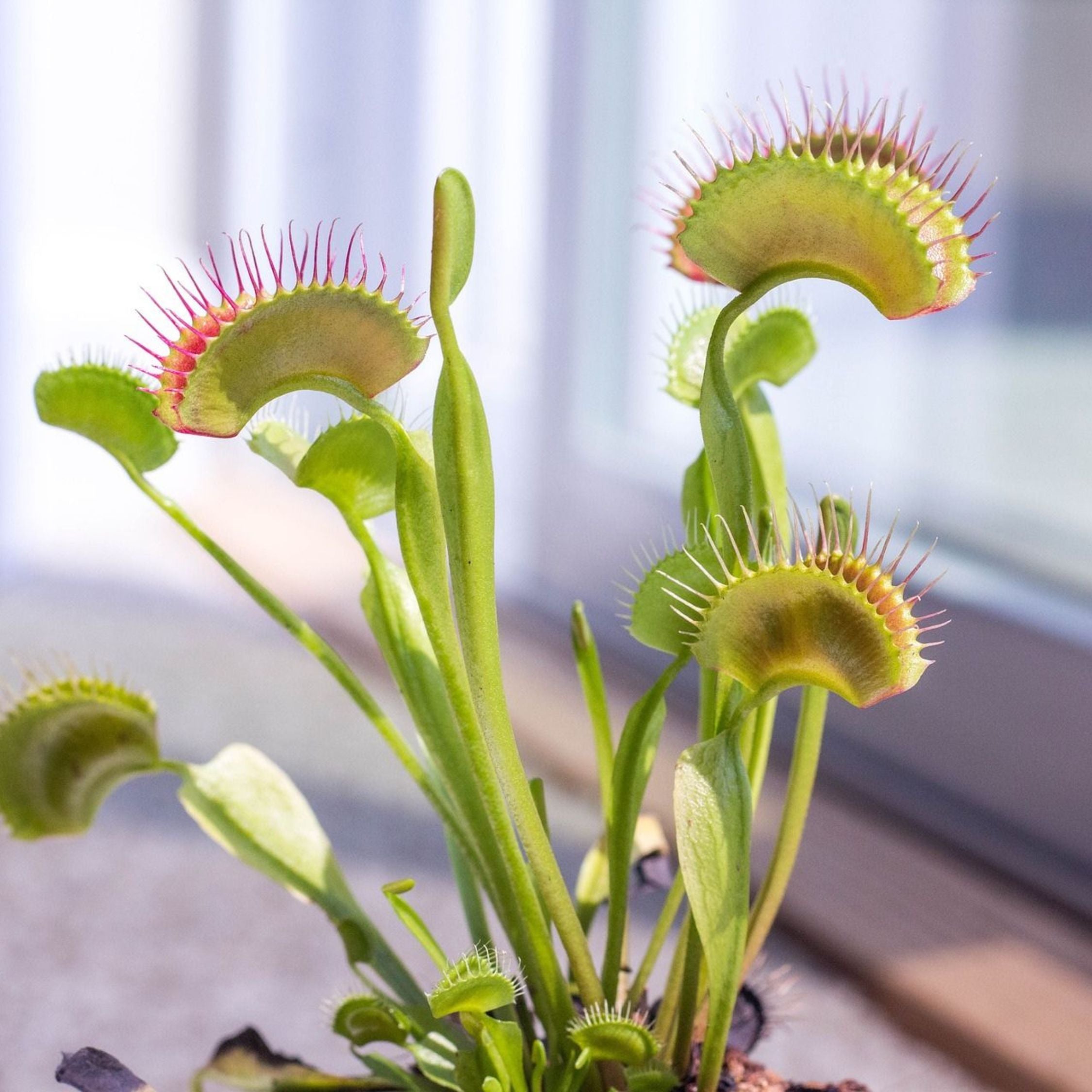 Fluefanger - Sæt med 3 - Dionaea muscipula