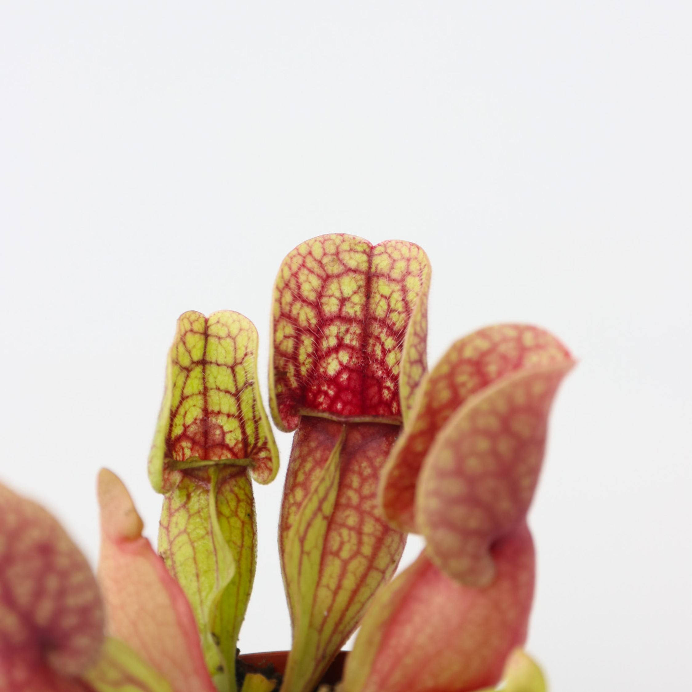 Fluetrompet - Sæt med 3 - Sarracenia purpurea