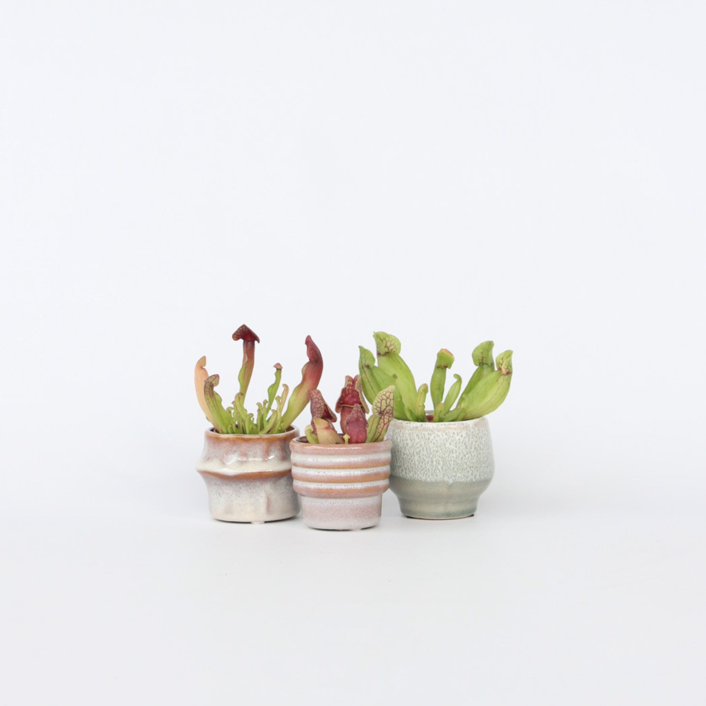 Fluetrompet - Sæt med 3 - Sarracenia purpurea