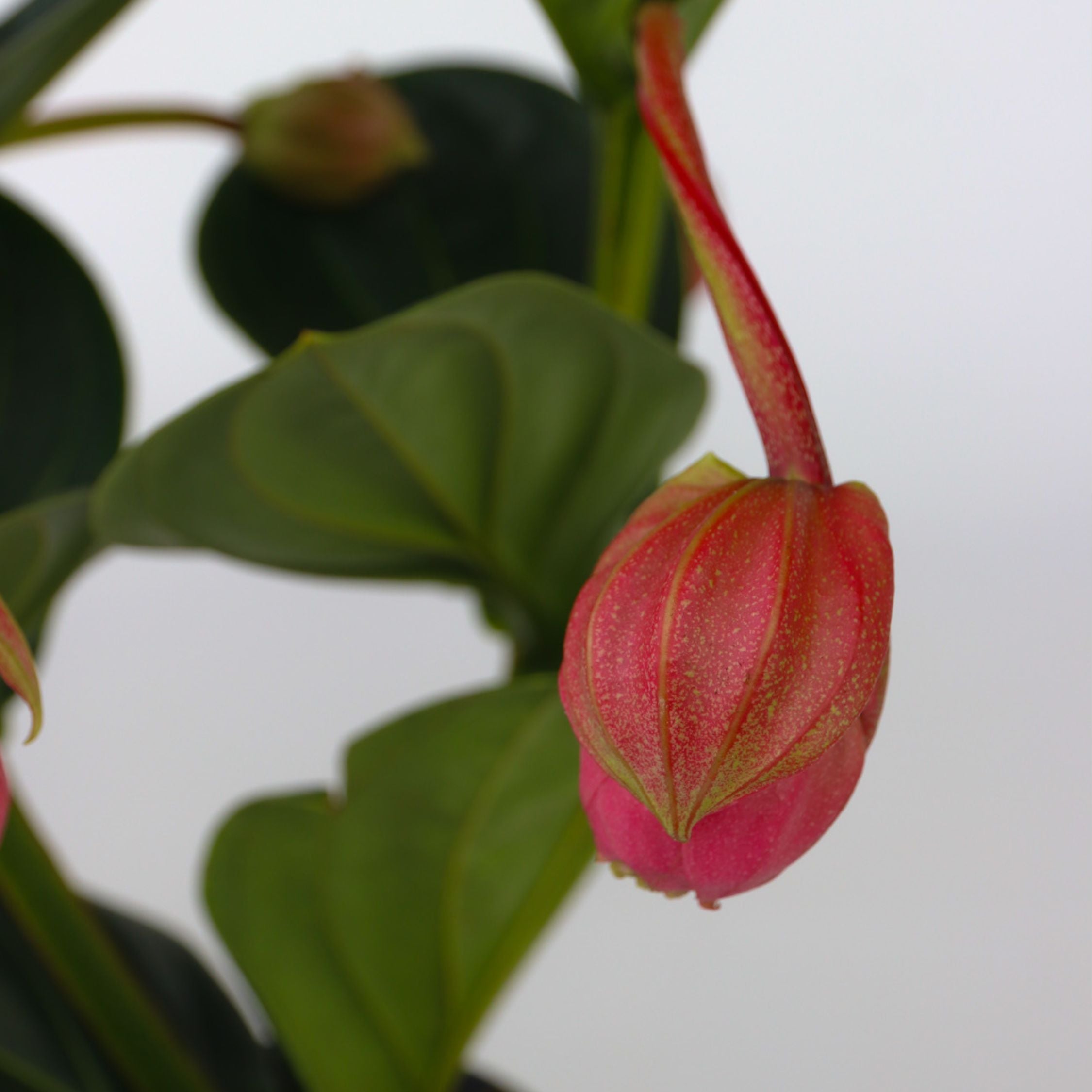 Rosendrue - Medinilla magnifica