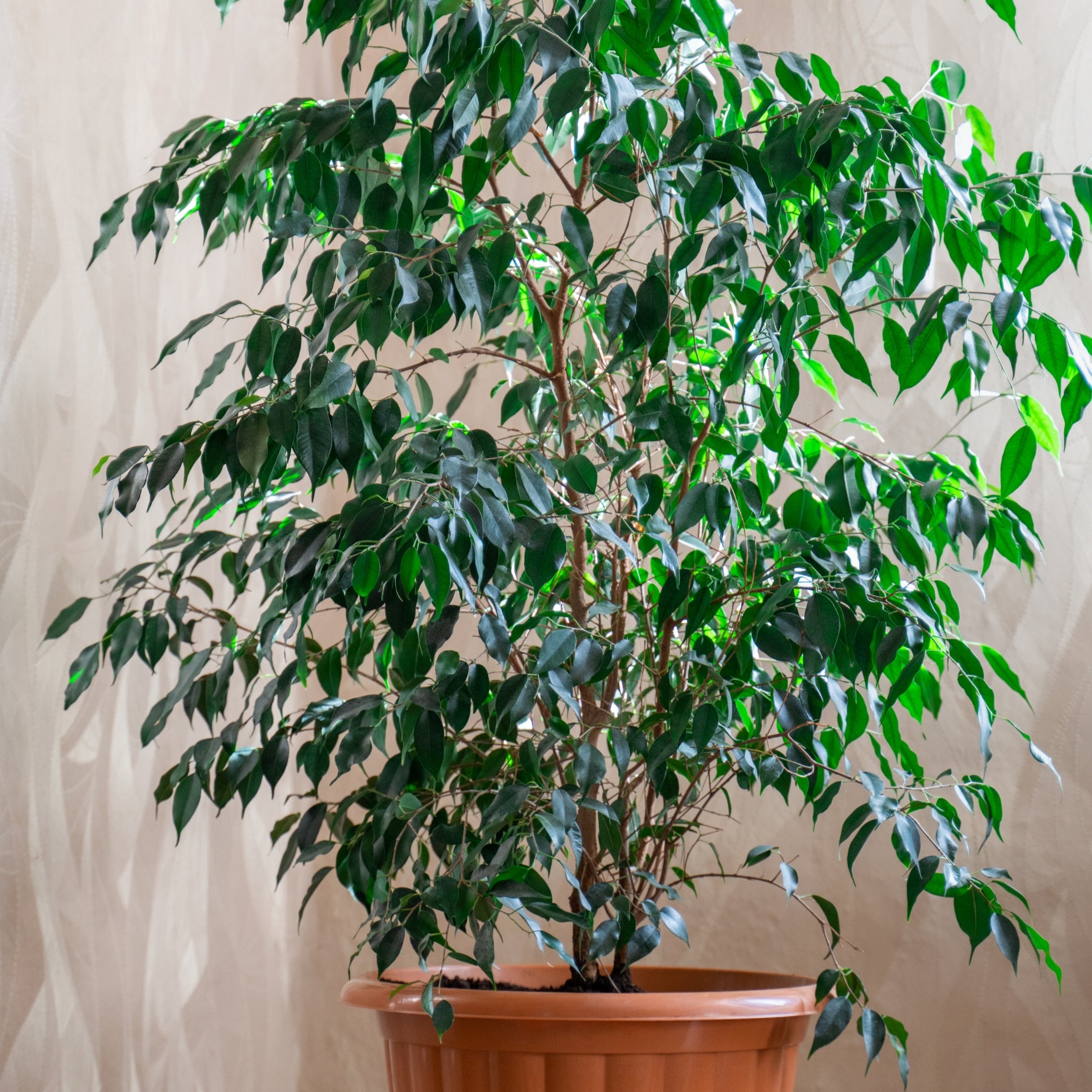 Ficus - Ficus benjamina 'Danielle'