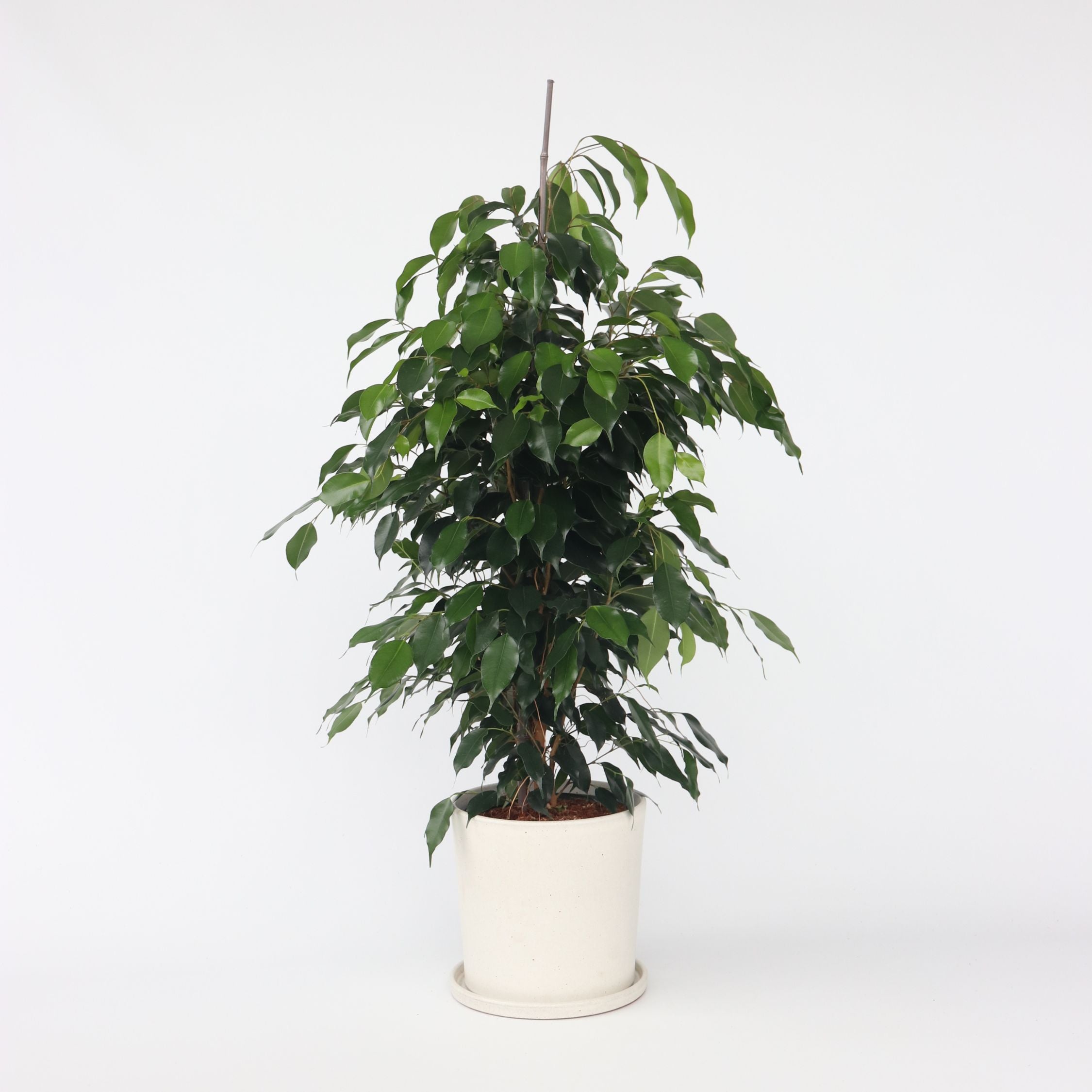 Ficus - Ficus benjamina 'Danielle'