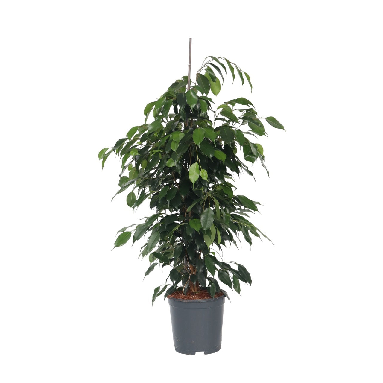 Ficus - Ficus benjamina 'Danielle'