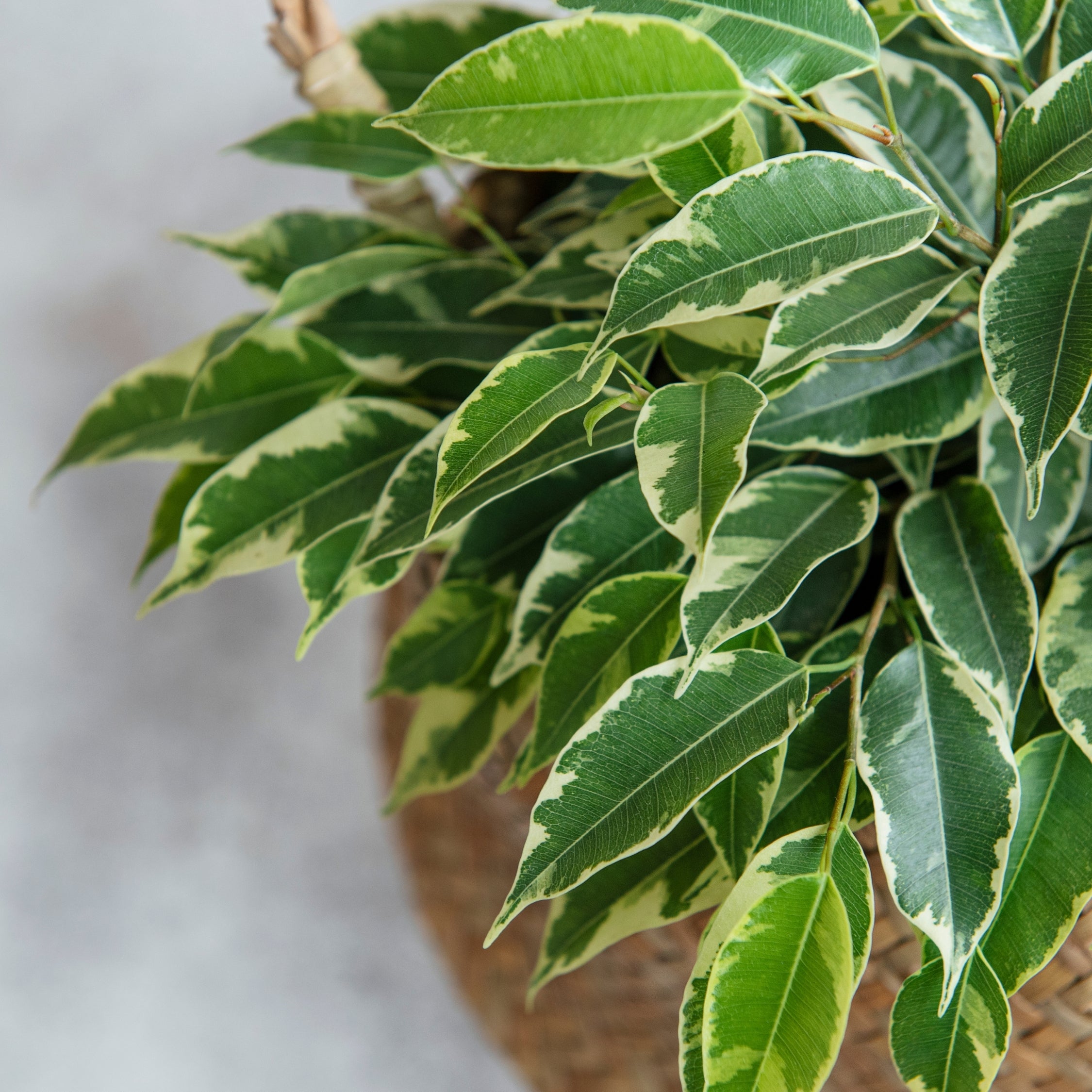 Ficus - Ficus Benjamina 'Twilight'