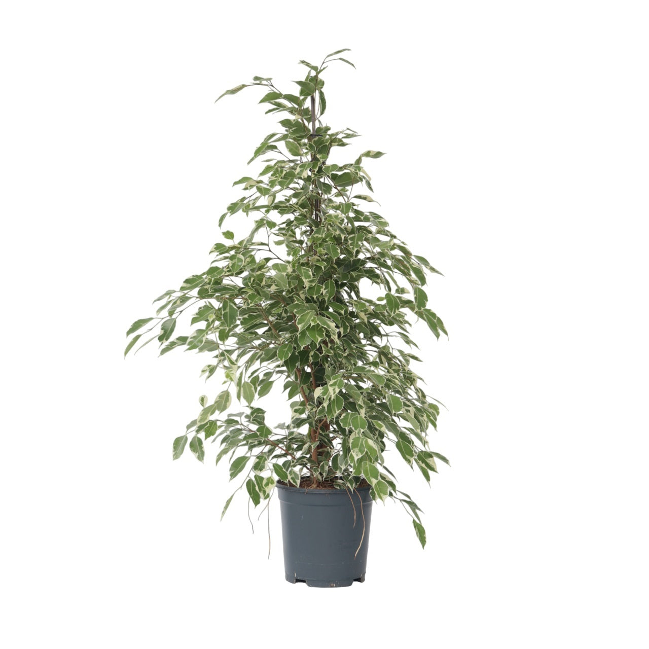 Ficus - Ficus Benjamina 'Twilight'