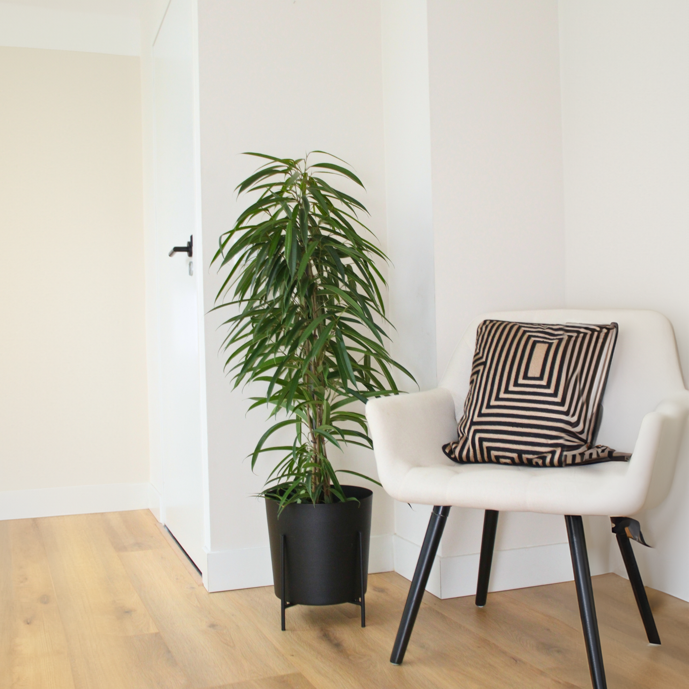 Ficus - Ficus binnendijkii