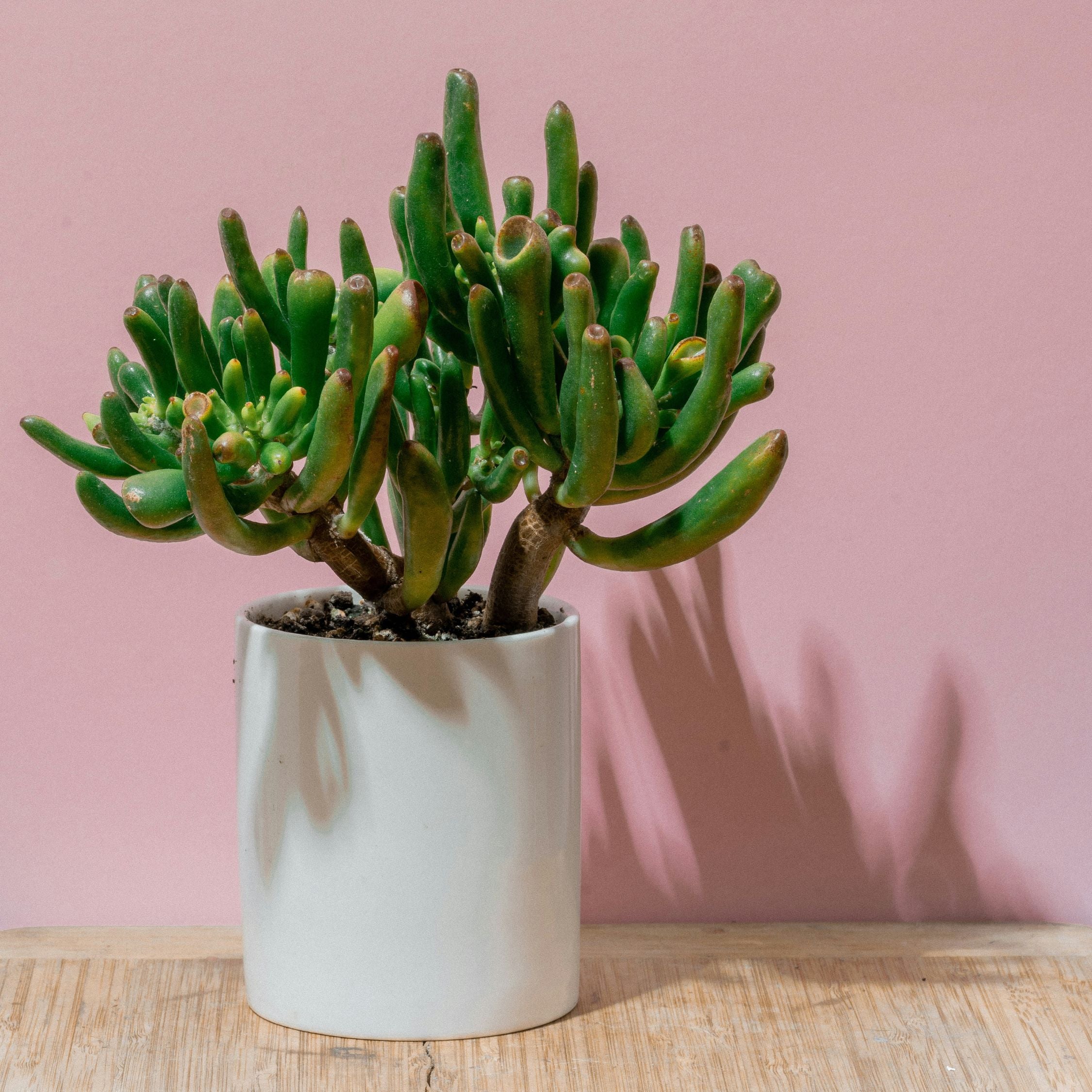 Crassula sukkulent plante - Crassula ovata 'Hobbit'