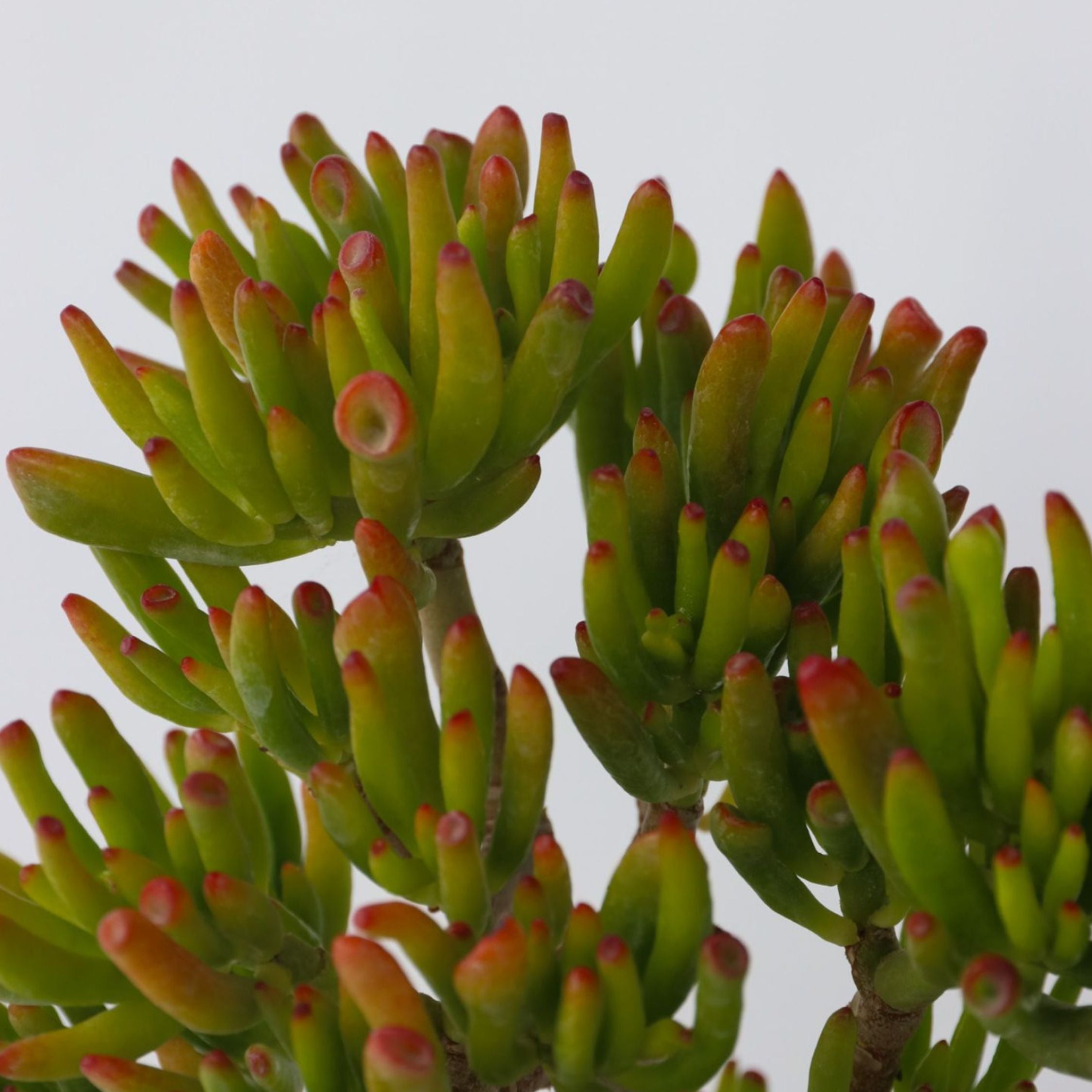 Crassula sukkulent plante - Crassula ovata 'Hobbit'