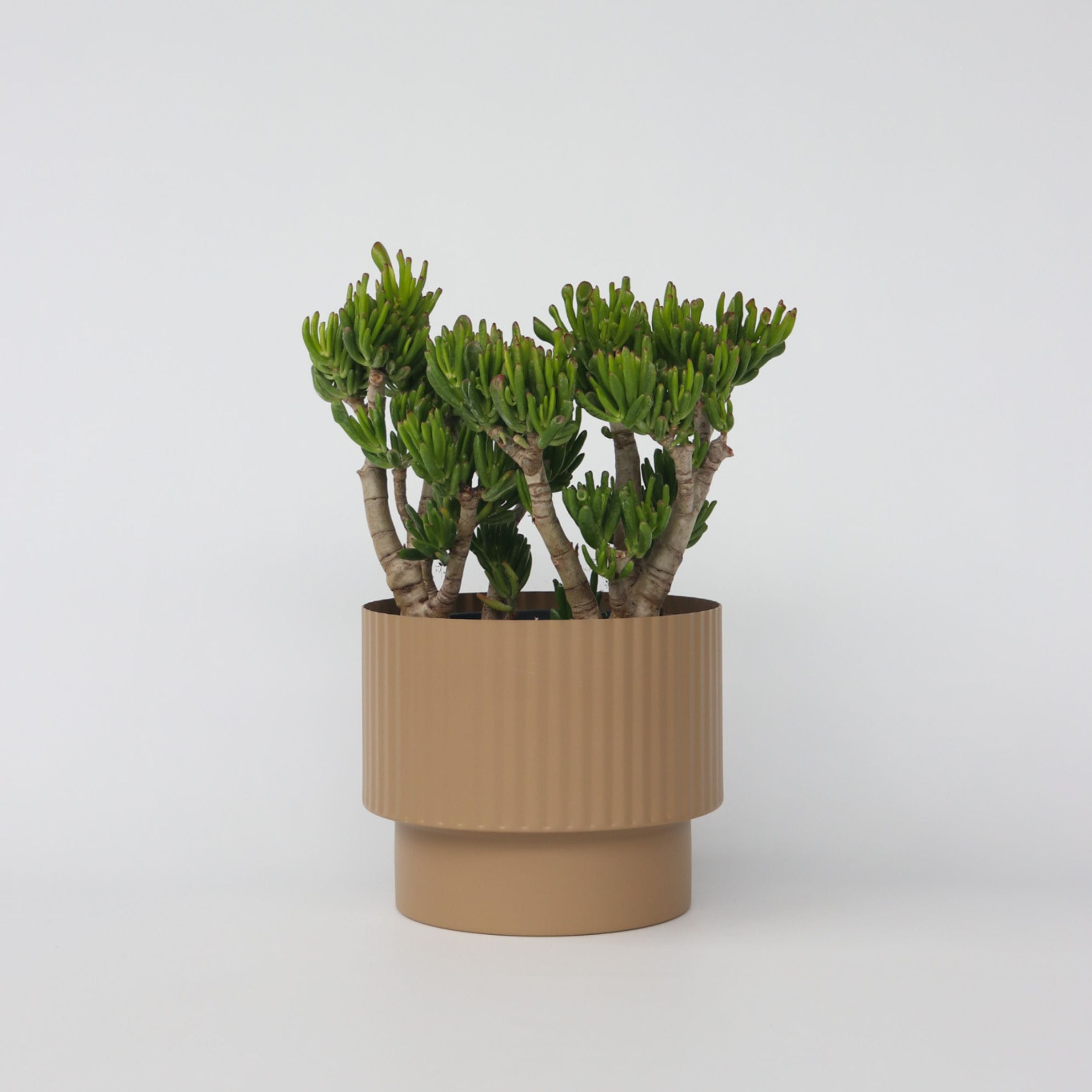 Crassula sukkulent plante - Crassula ovata 'Hobbit'