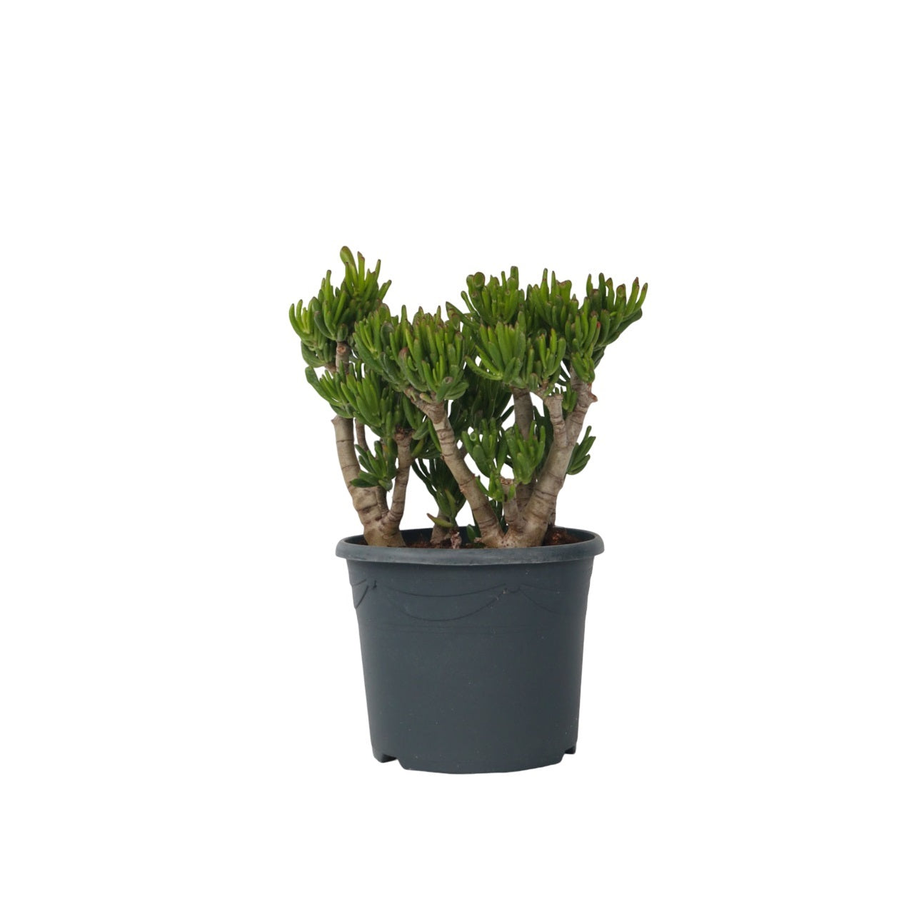 Crassula sukkulent plante - Crassula ovata 'Hobbit'
