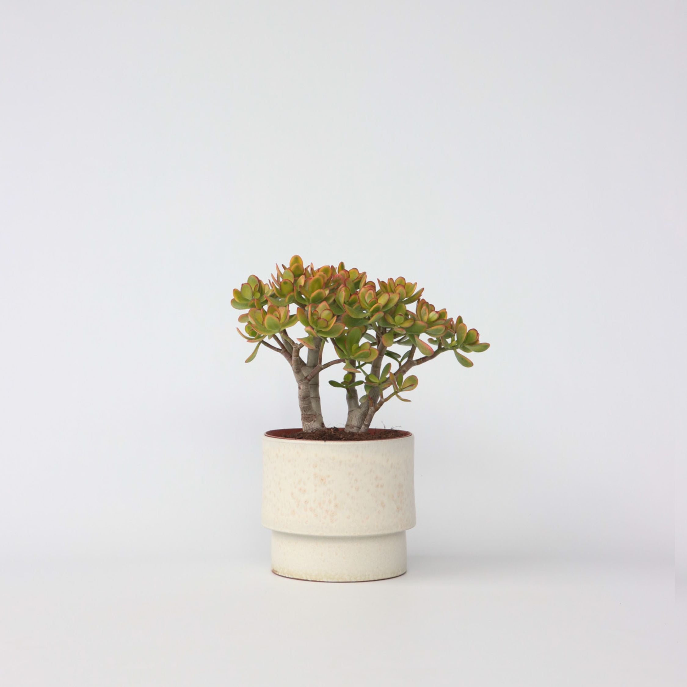 Crassula sukkulent plante - Crassula ovata 'Sunset'