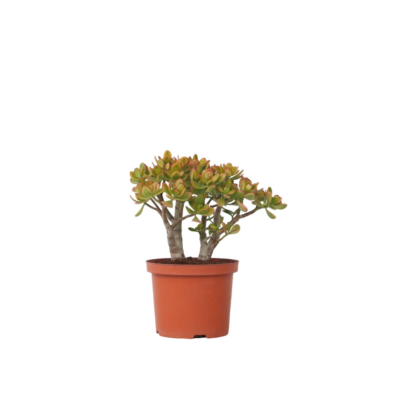 Crassula sukkulent plante - Crassula ovata 'Sunset'