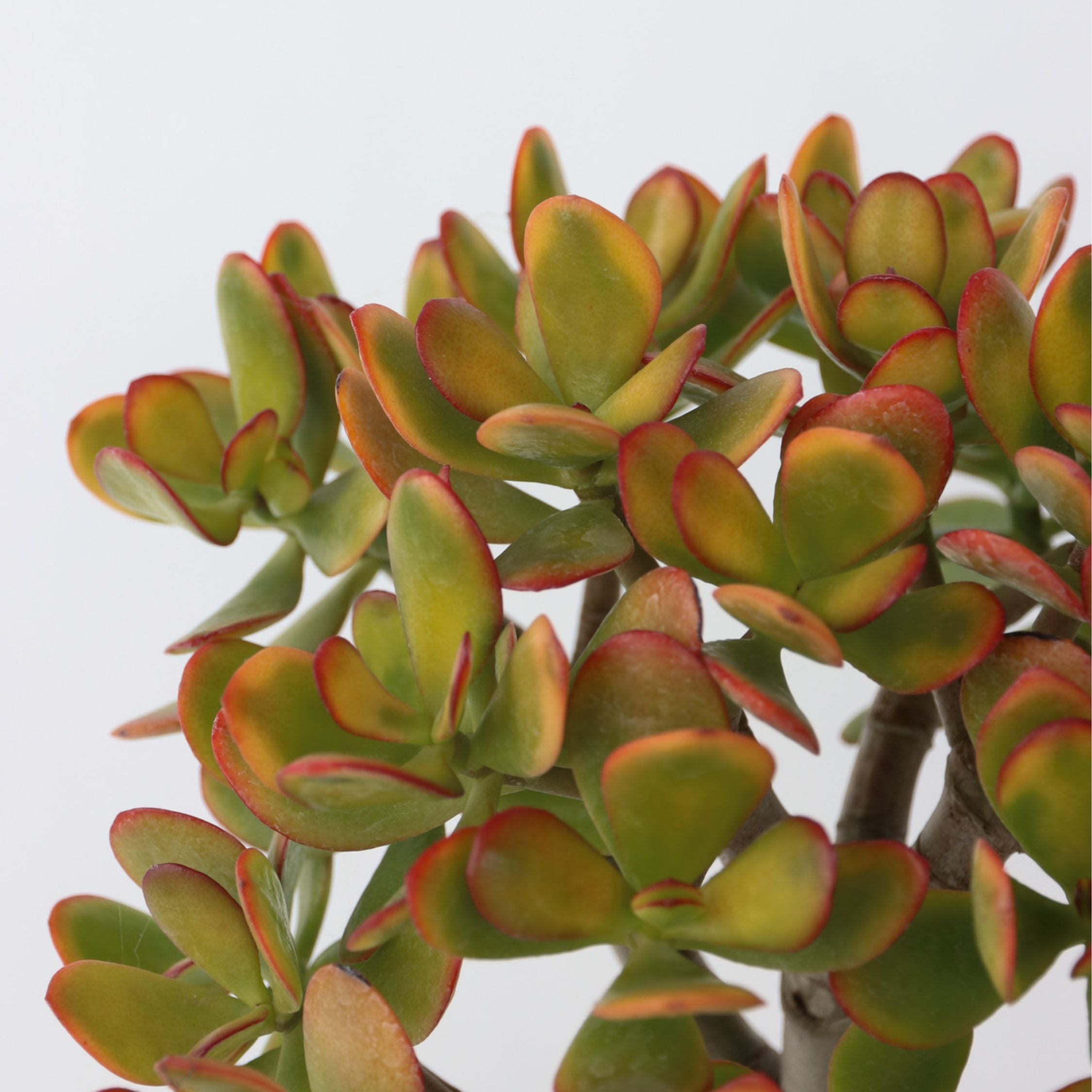 Crassula sukkulent plante - Crassula ovata 'Sunset'