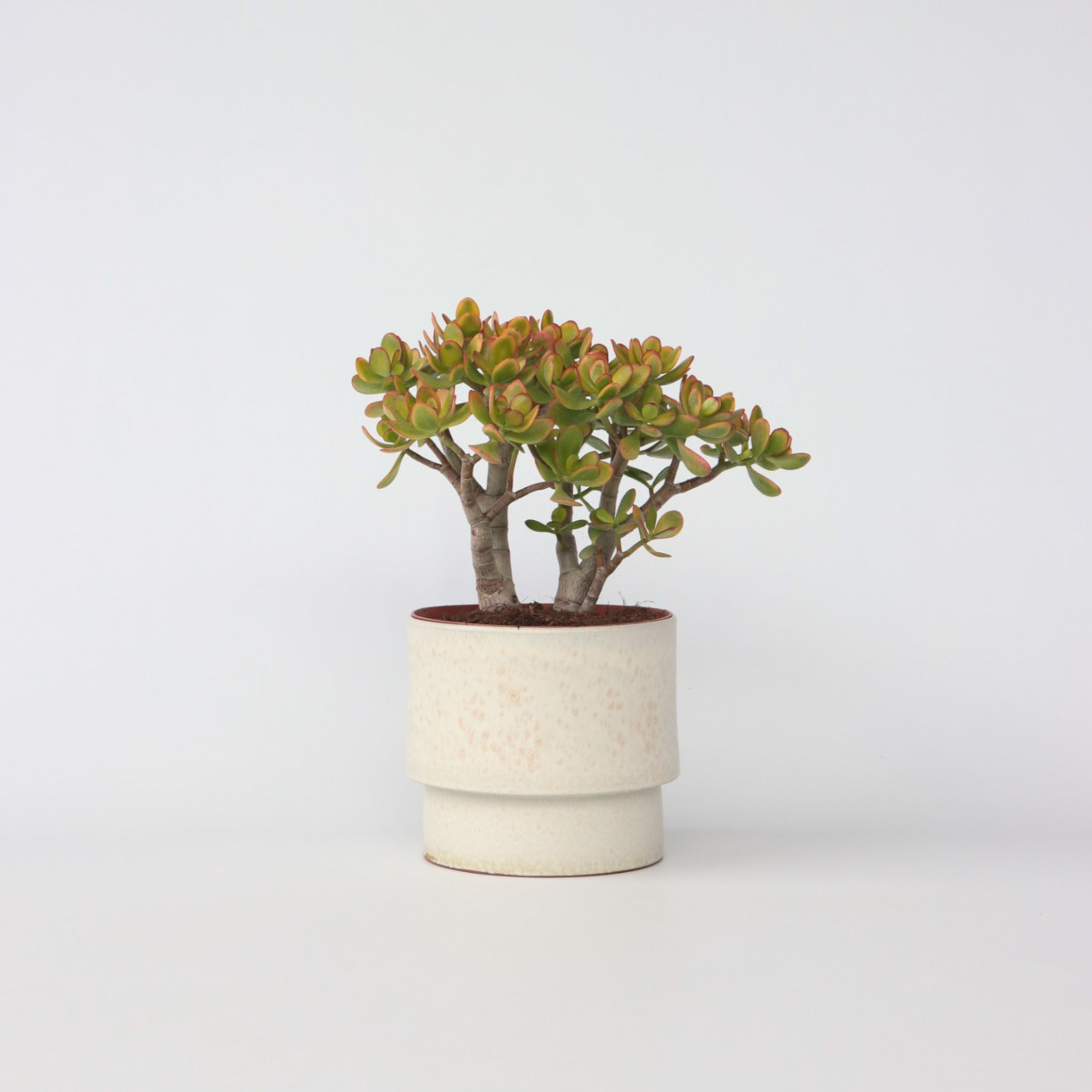 Crassula sukkulent plante - Crassula ovata 'Sunset'