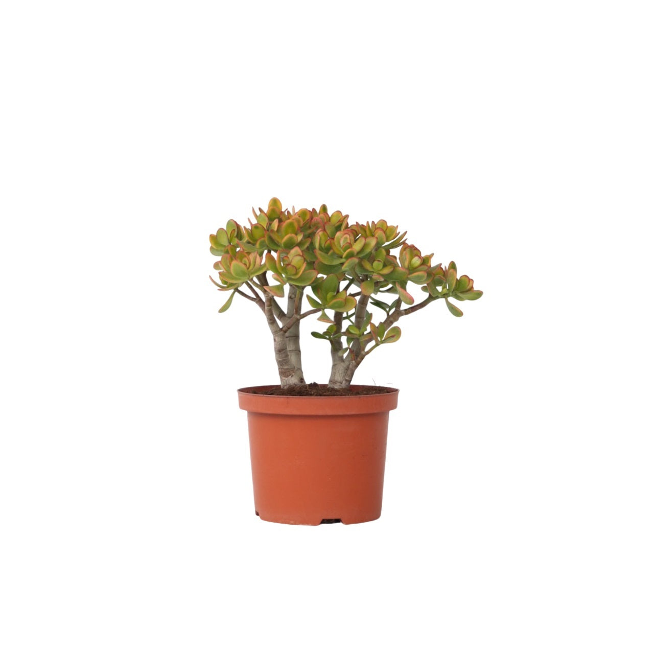 Crassula sukkulent plante - Crassula ovata 'Sunset'