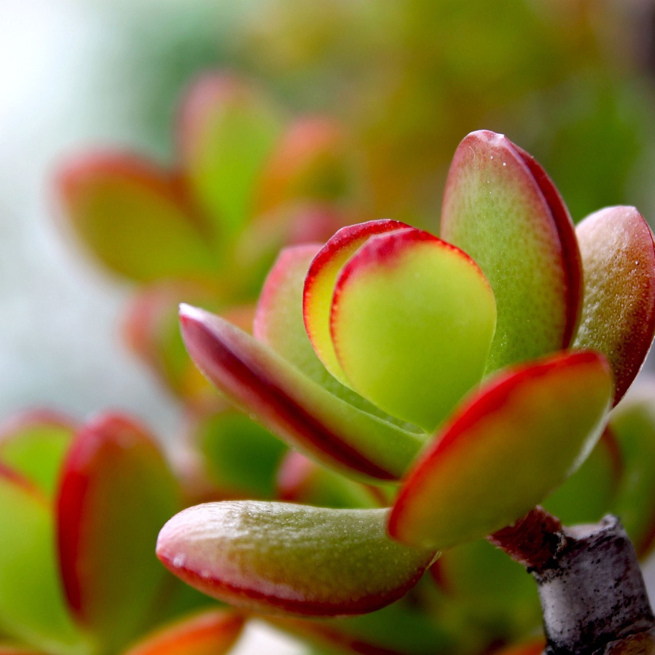 Crassula sukkulent plante - Crassula ovata 'Sunset'