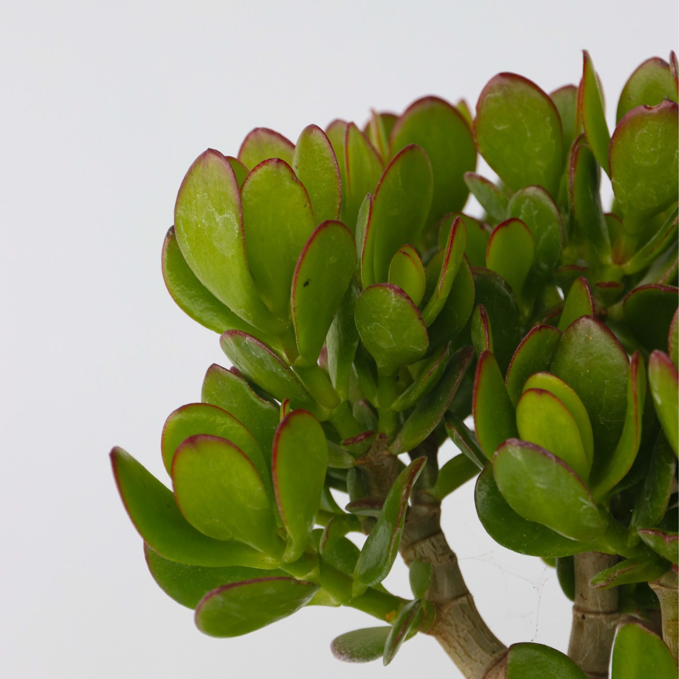 Crassula sukkulent plante - Crassula ovata 'Minor'
