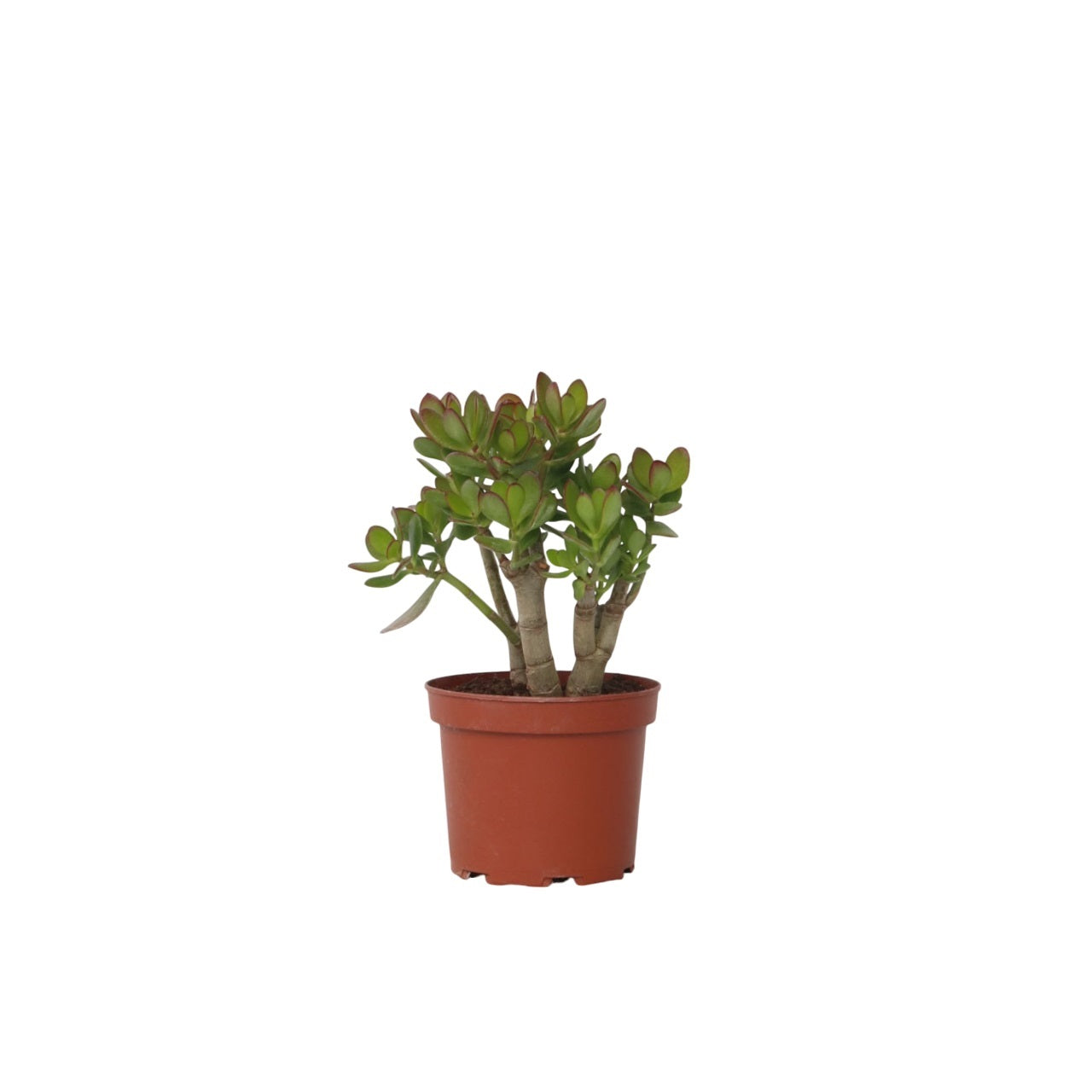 Crassula sukkulent plante - Crassula ovata 'Minor'