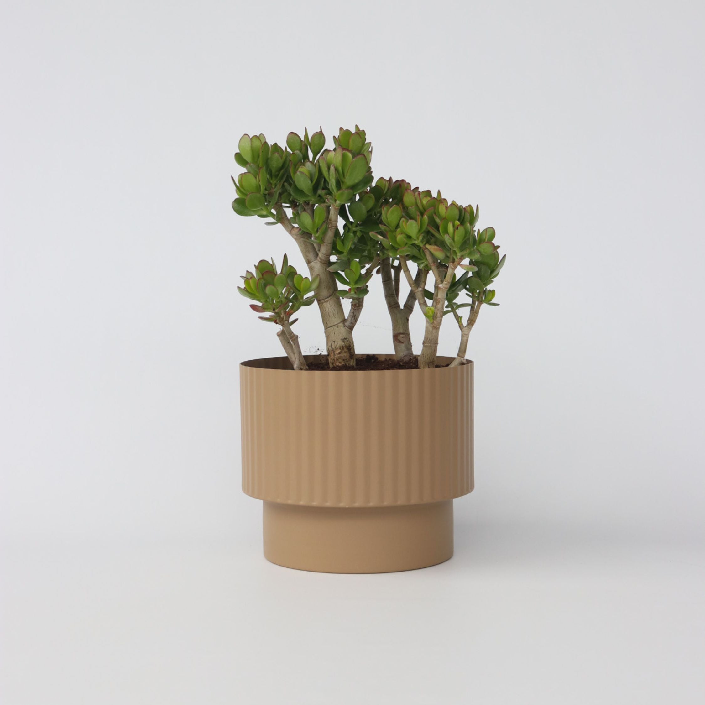 Crassula sukkulent plante - Crassula ovata 'Minor'
