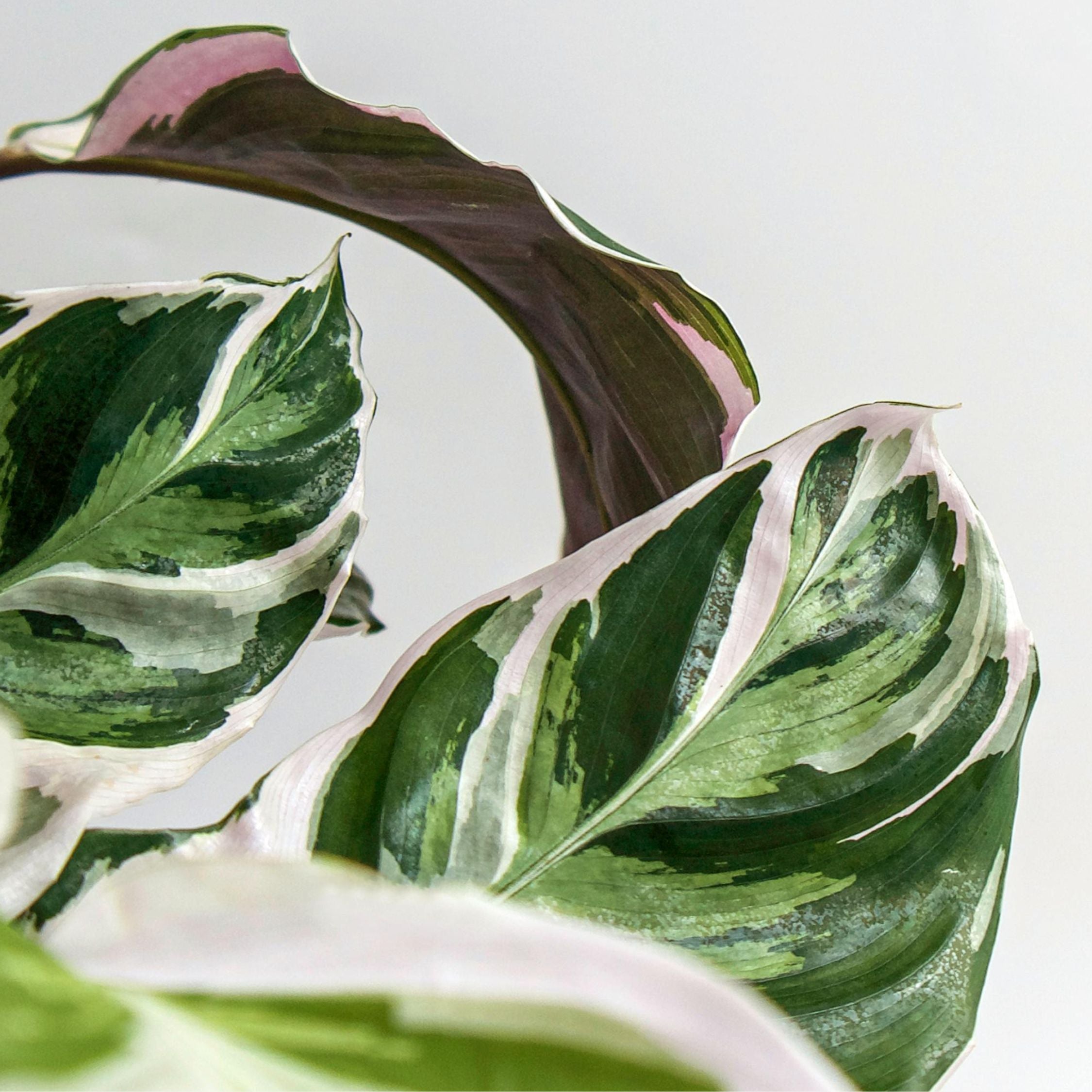 Fiskebensplante - Calathea Lietzei 'White Fusion'