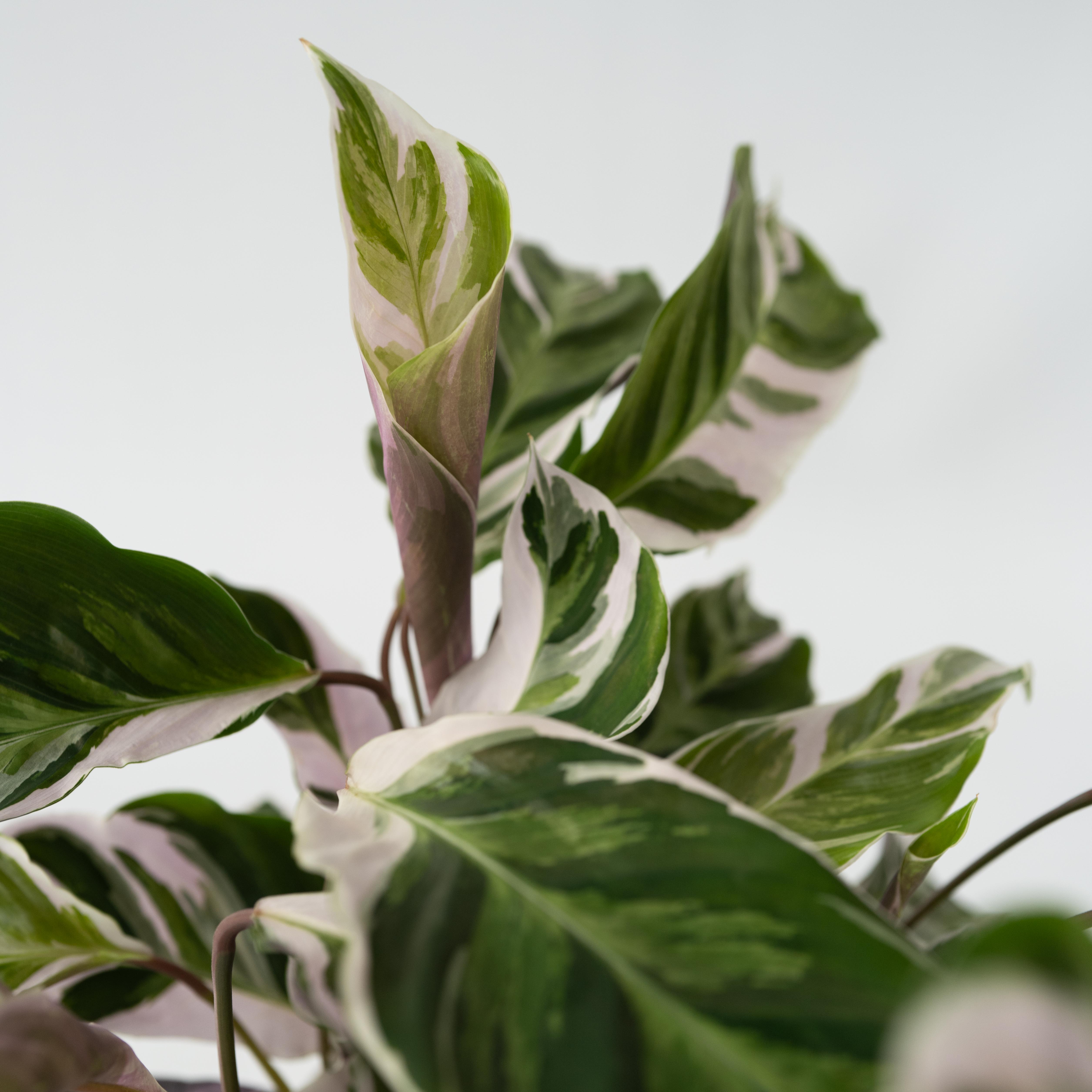 Fiskebensplante - Calathea Lietzei 'White Fusion'