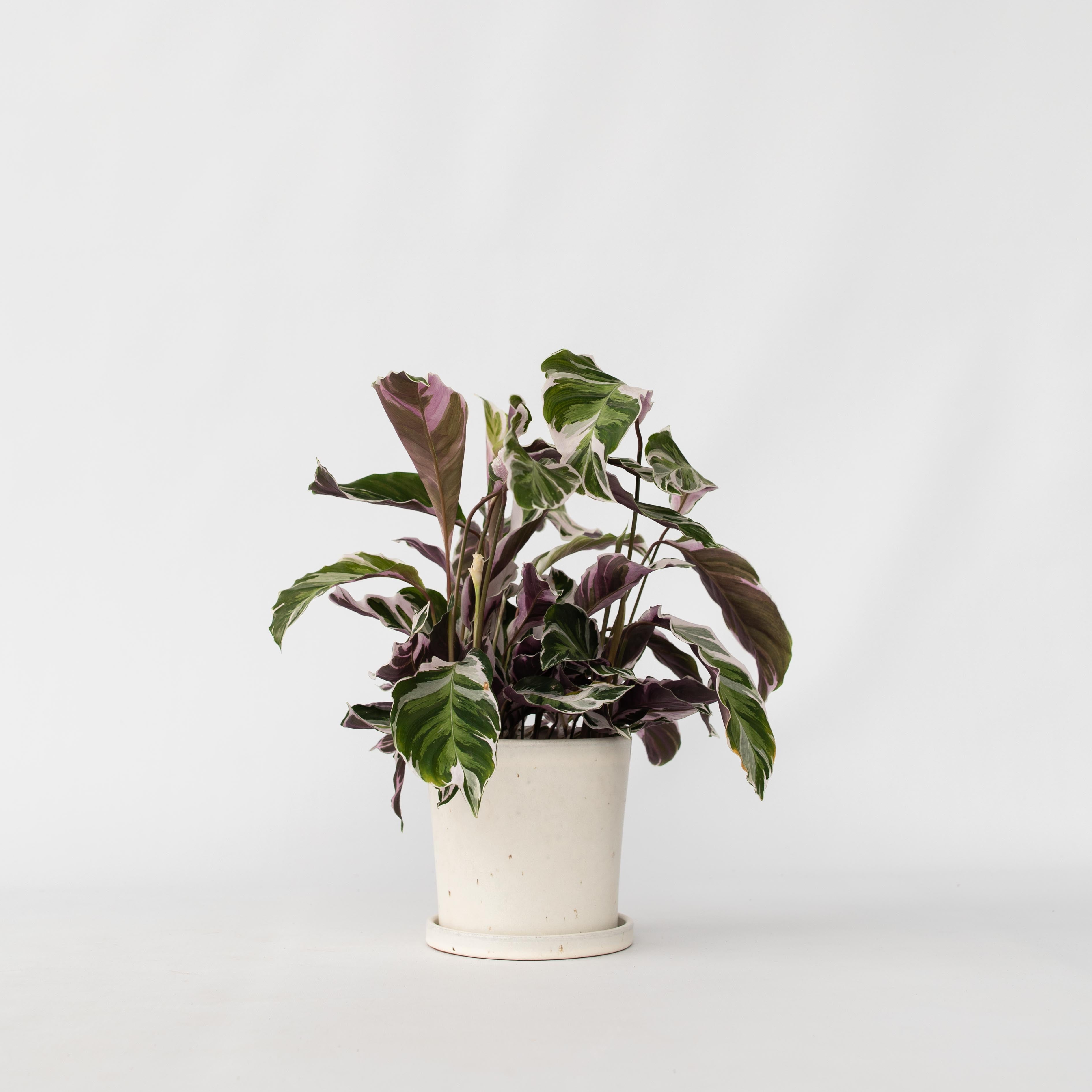 Fiskebensplante - Calathea Lietzei 'White Fusion'
