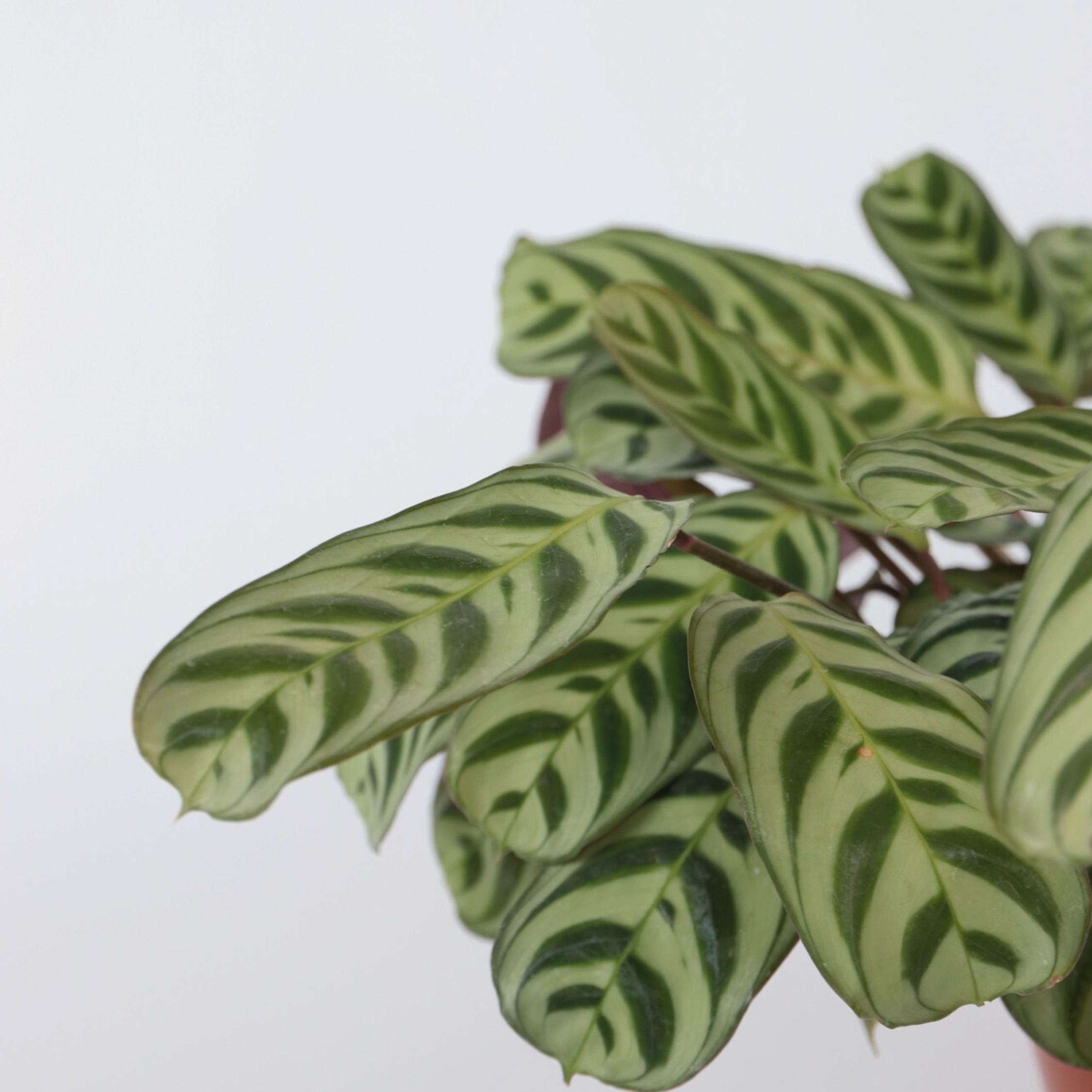 Bønneplante - Ctenanthe 'burle-marxii'