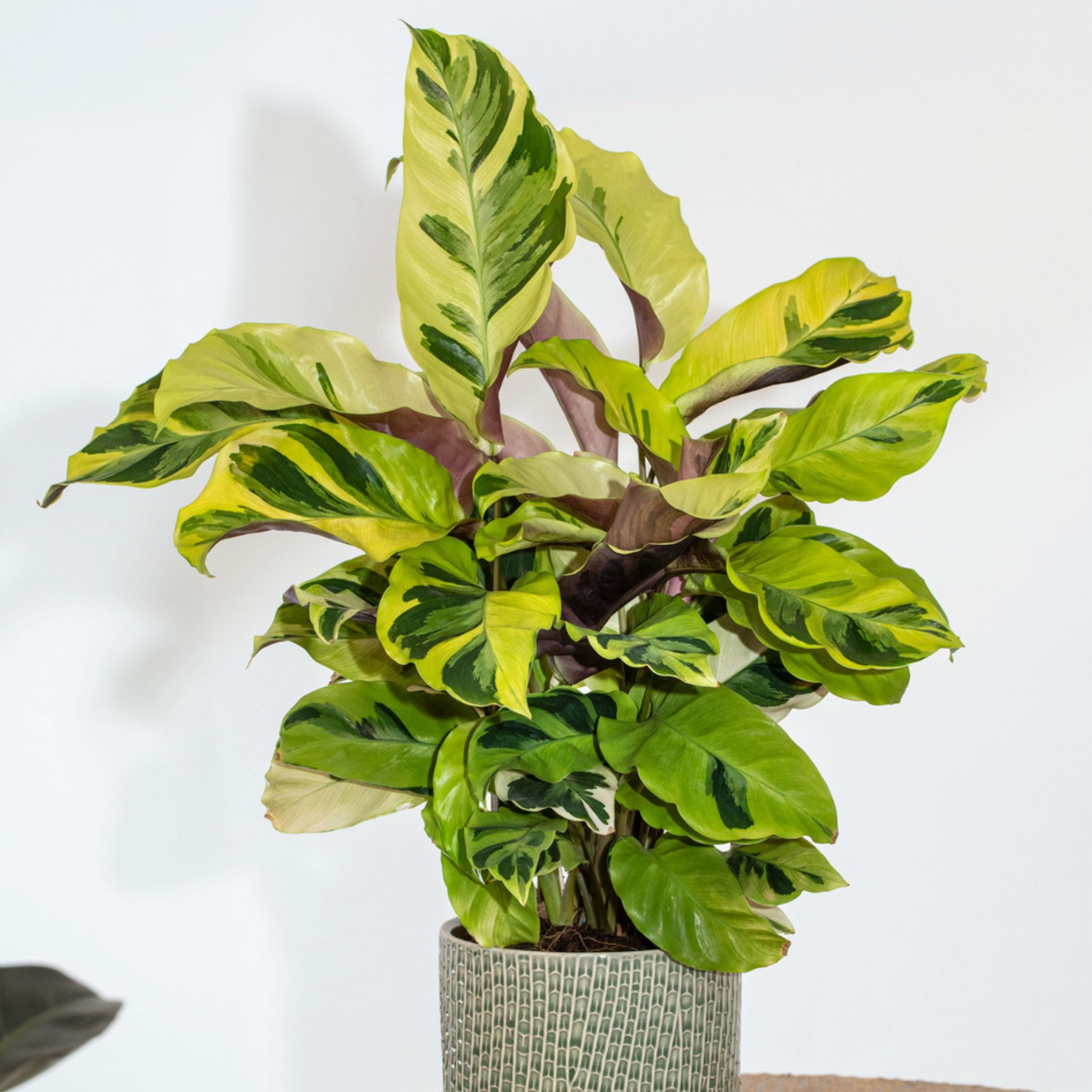 Fiskebensplante - Calathea 'Yellow Fusion'