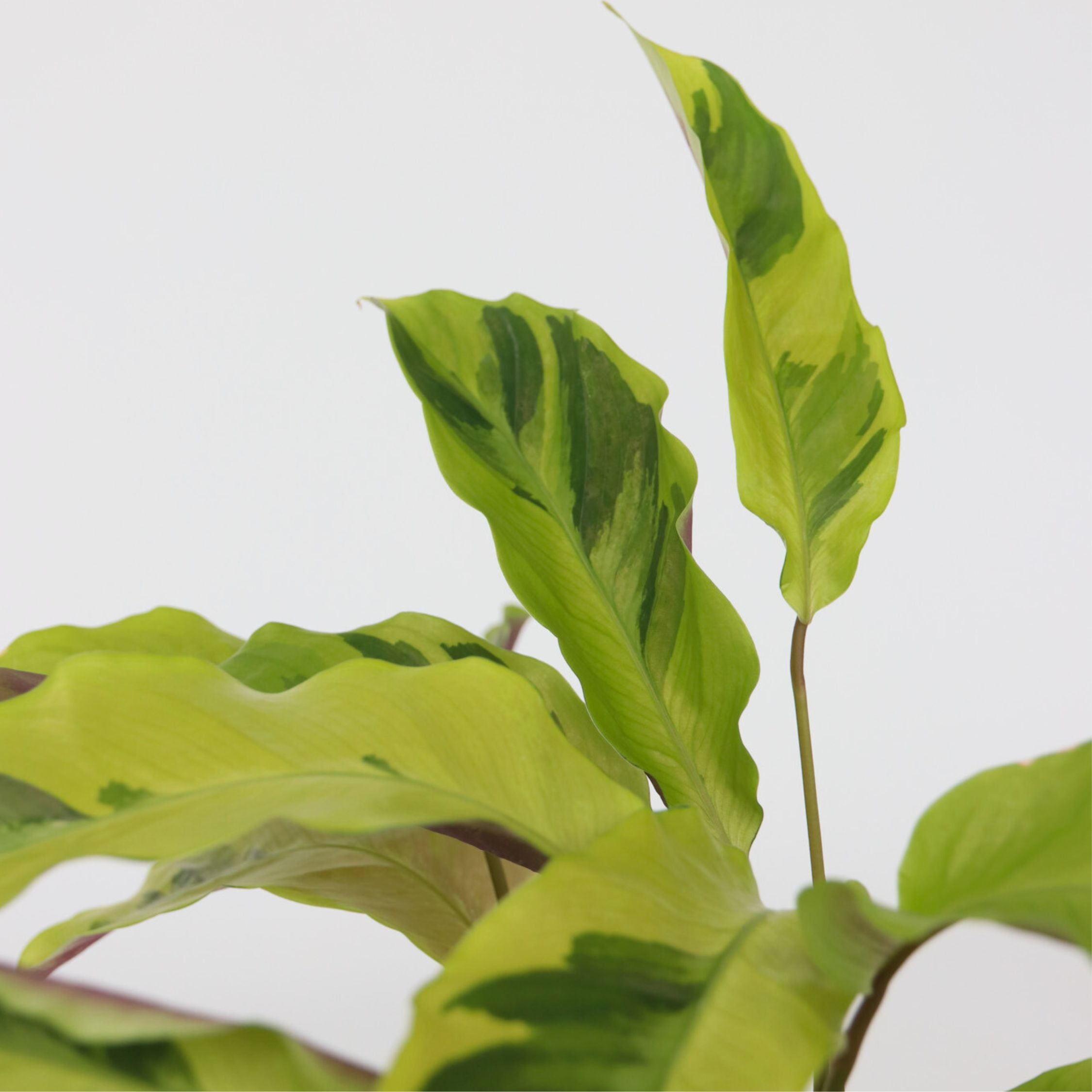 Fiskebensplante - Calathea 'Yellow Fusion'