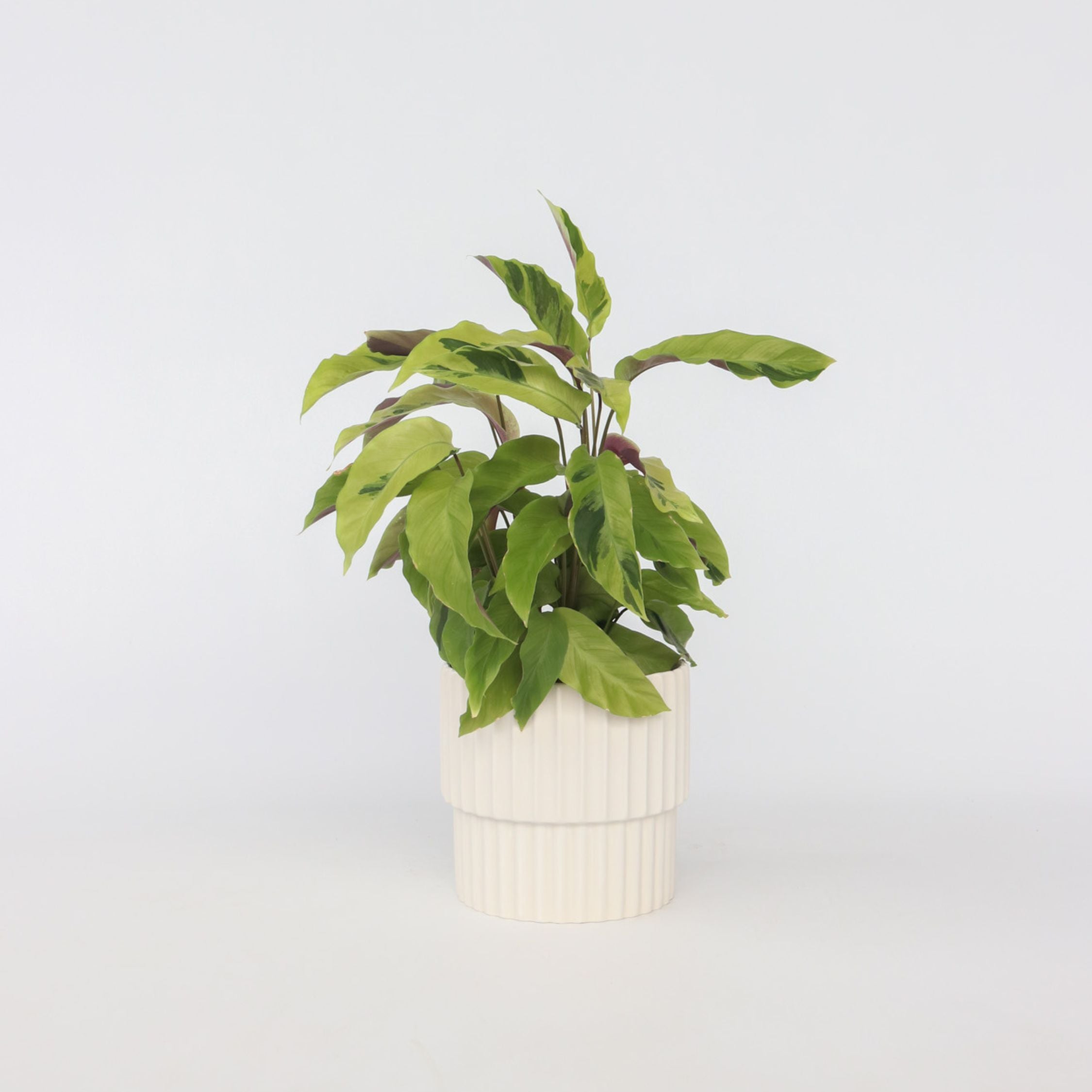 Fiskebensplante - Calathea 'Yellow Fusion'