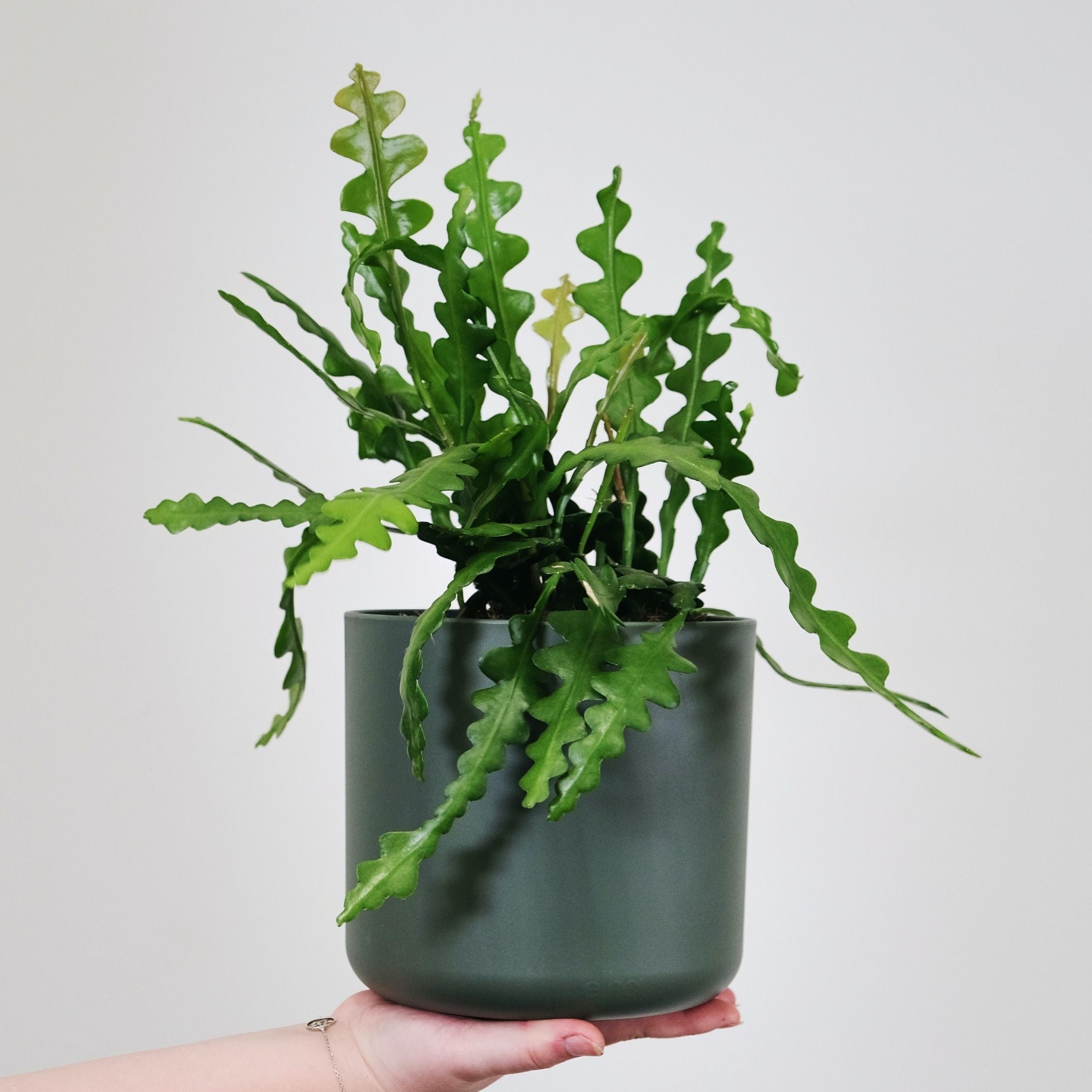 Fiskebenskaktus - Epiphyllum 'Anguliger'