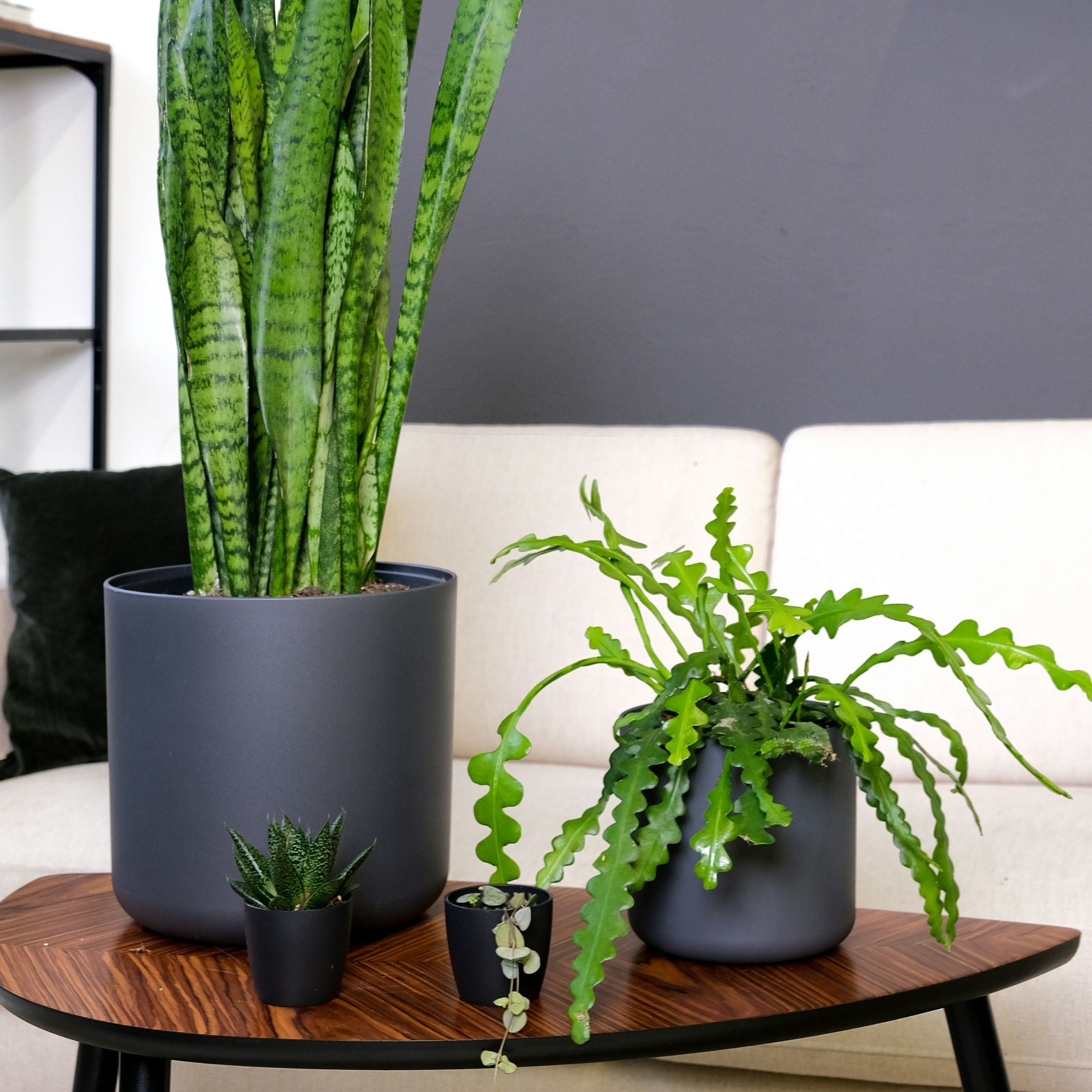 Fiskebenskaktus - Epiphyllum 'Anguliger'