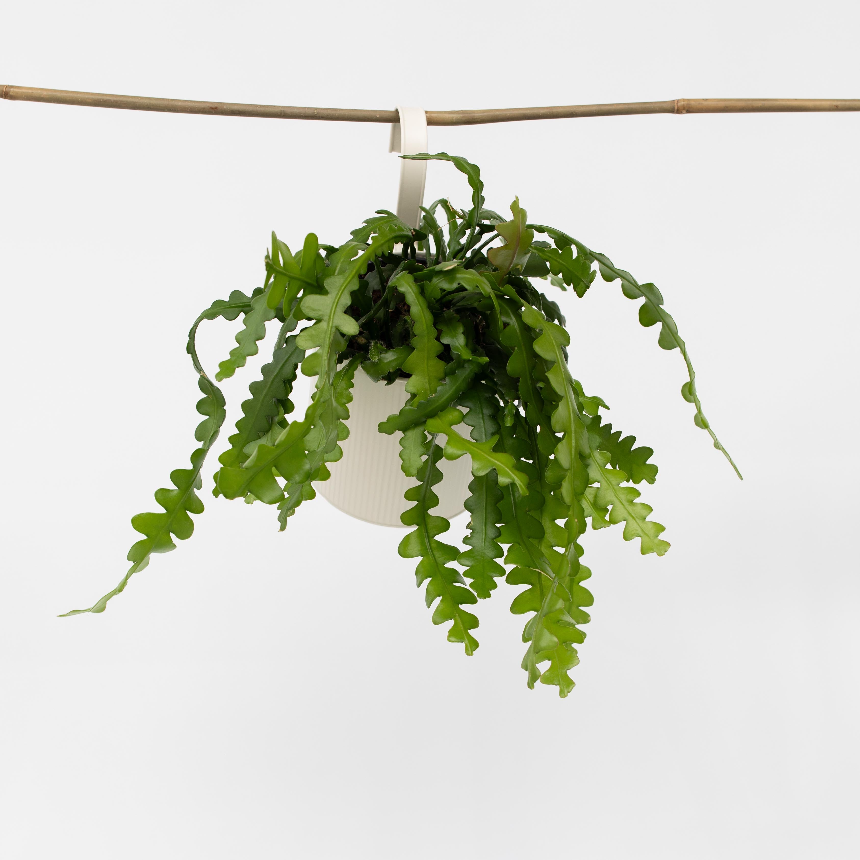 Fiskebenskaktus - Epiphyllum 'Anguliger'