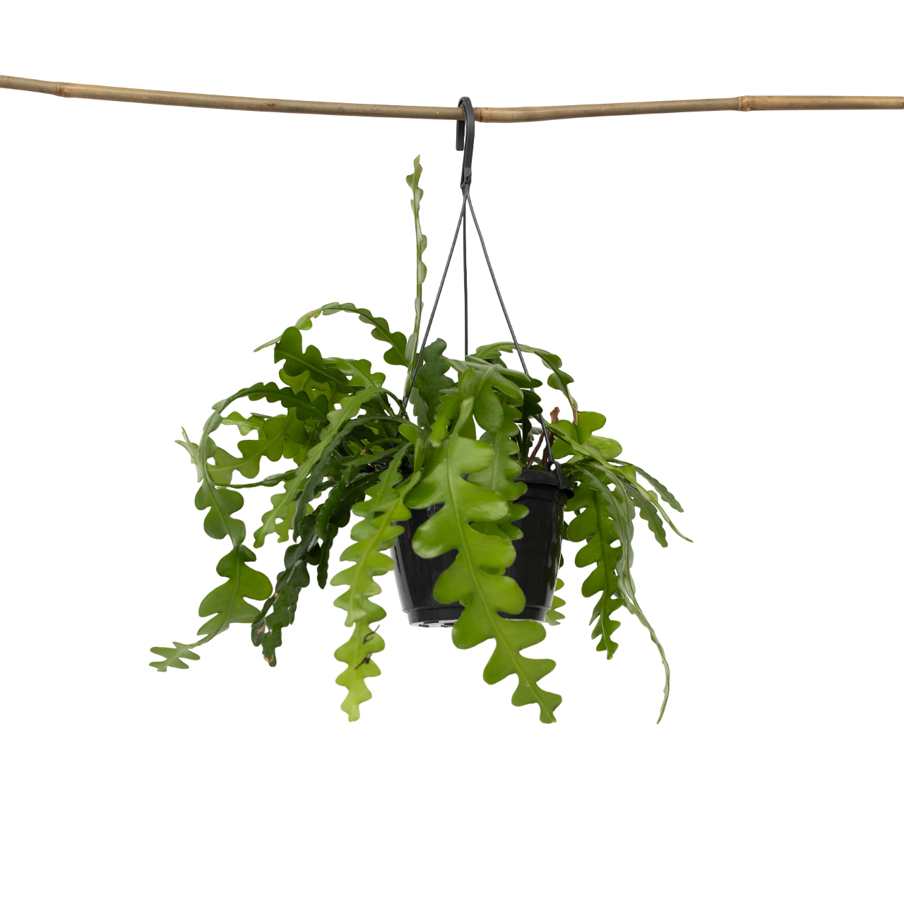 Fiskebenskaktus - Epiphyllum 'Anguliger'