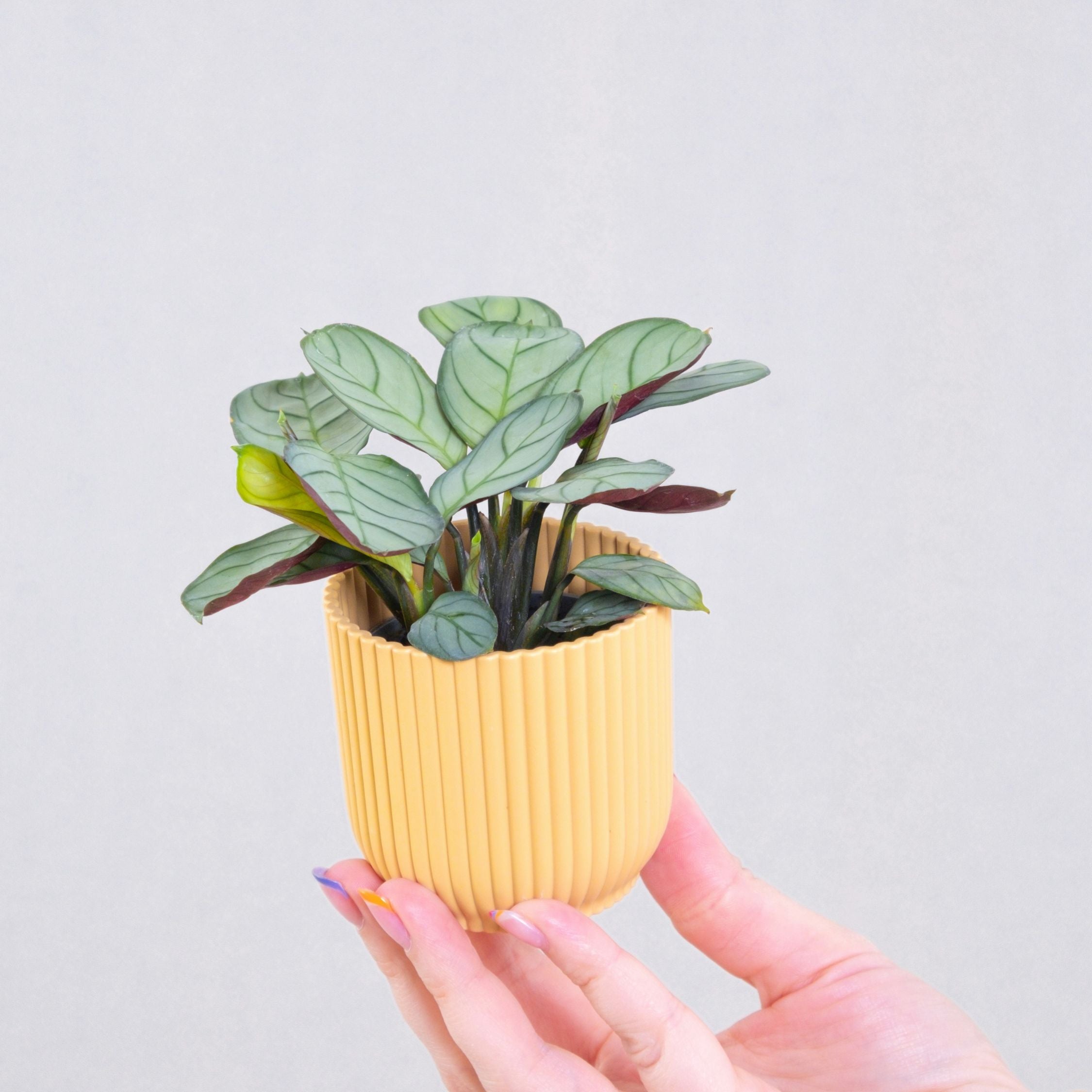 Bønneplante - Ctenanthe burle-marxii 'Amagris'
