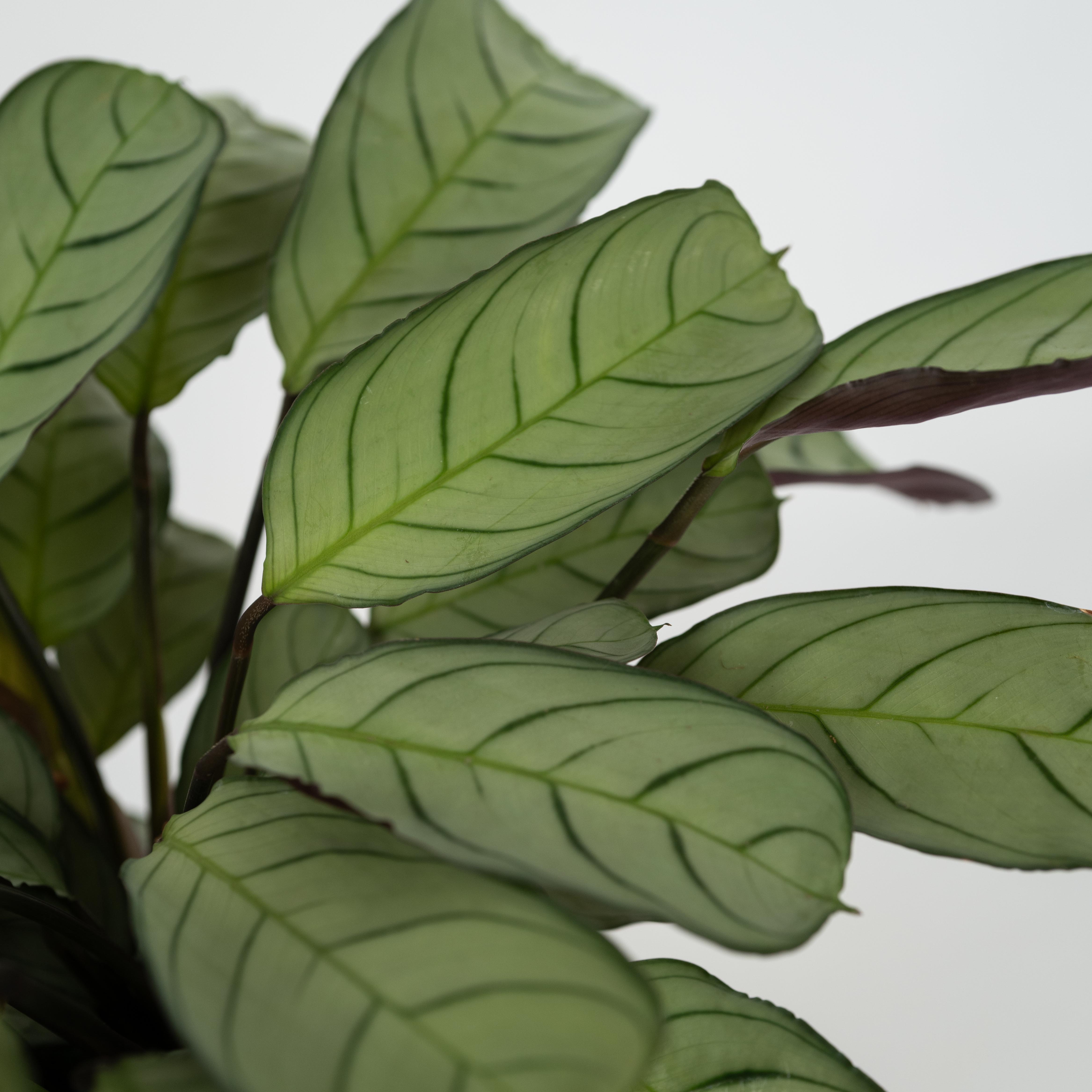 Bønneplante - Ctenanthe burle-marxii 'Amagris'