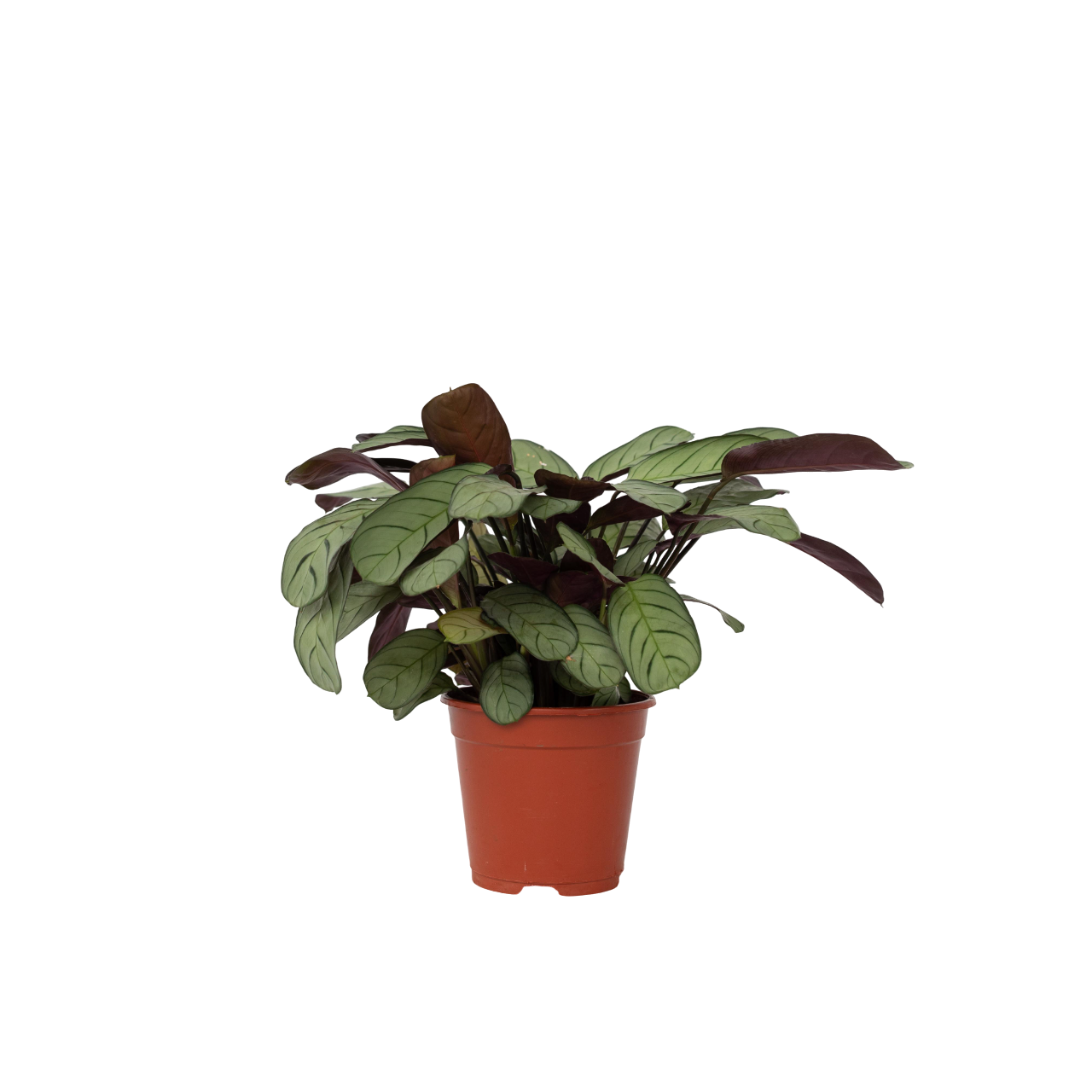 Bønneplante - Ctenanthe burle-marxii 'Amagris'