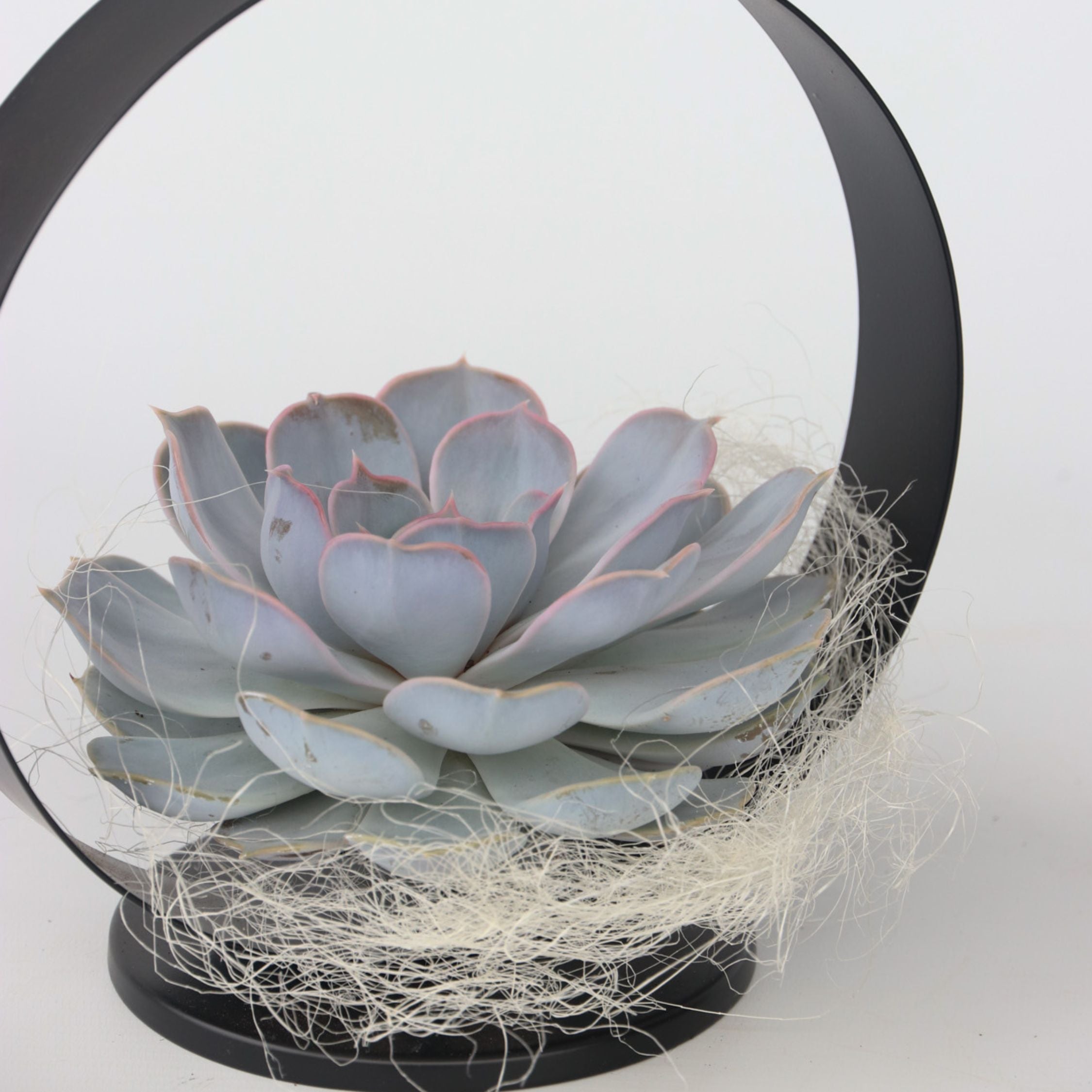 Echeveria sort metalring - Echeveria lilacina