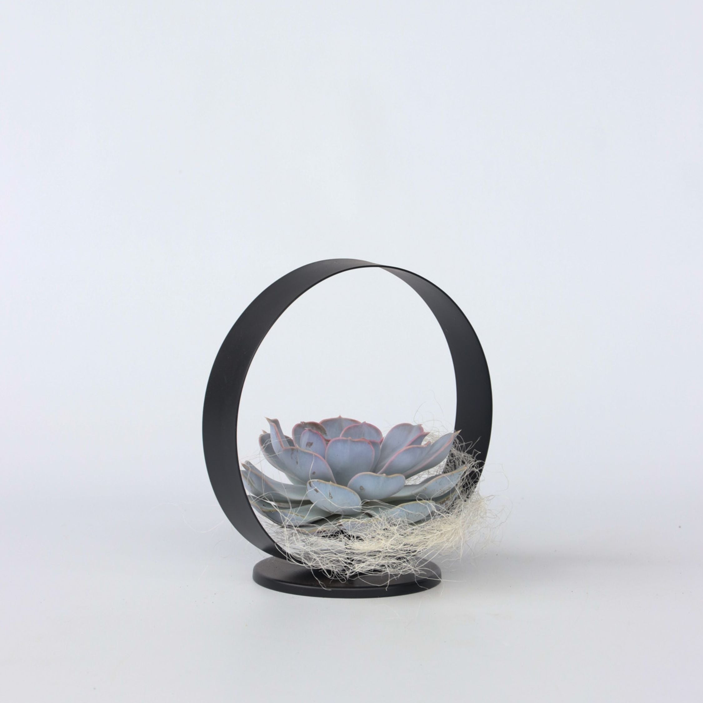 Echeveria sort metalring - Echeveria lilacina
