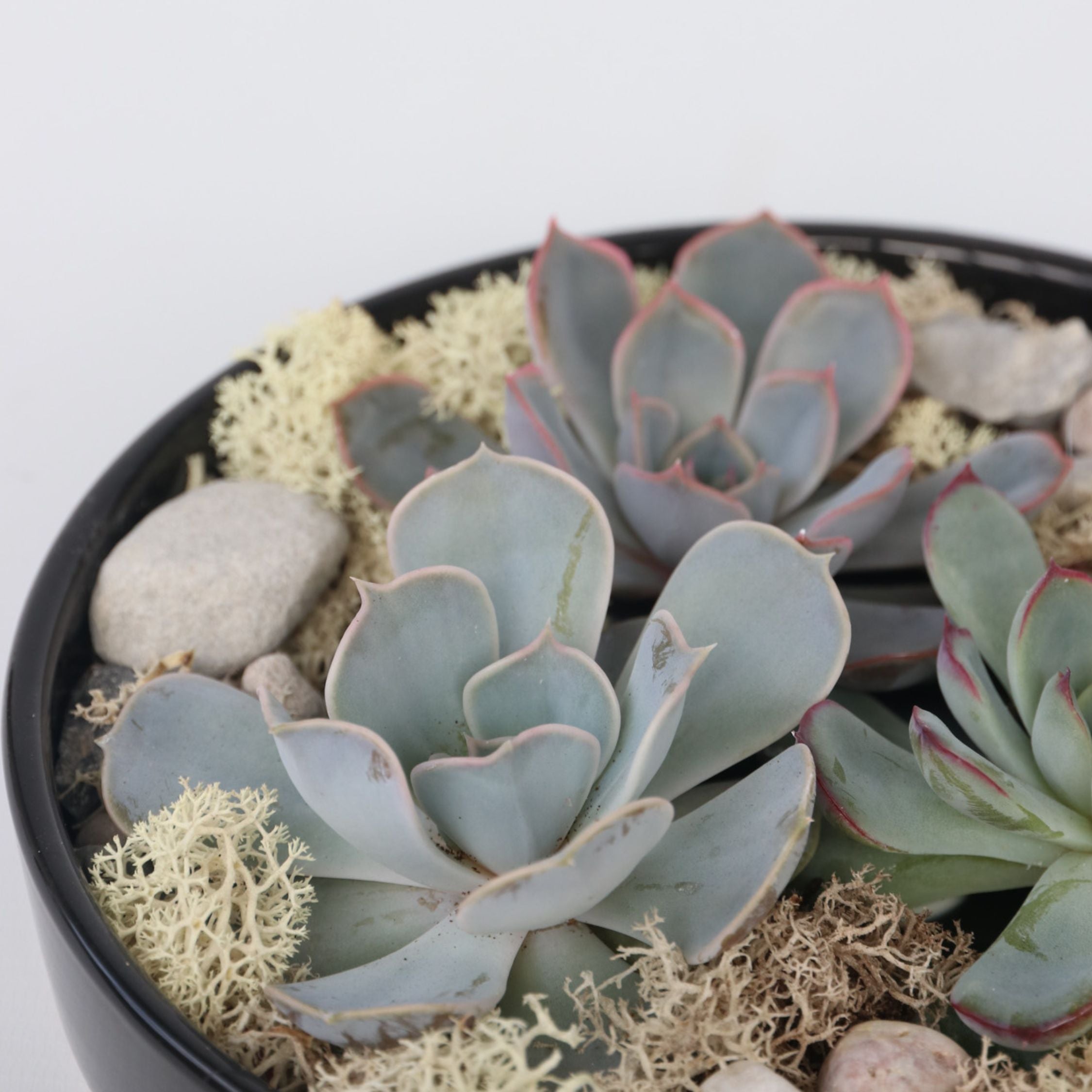 Echeveria Garden Mix Sort - Echeveria lilacina